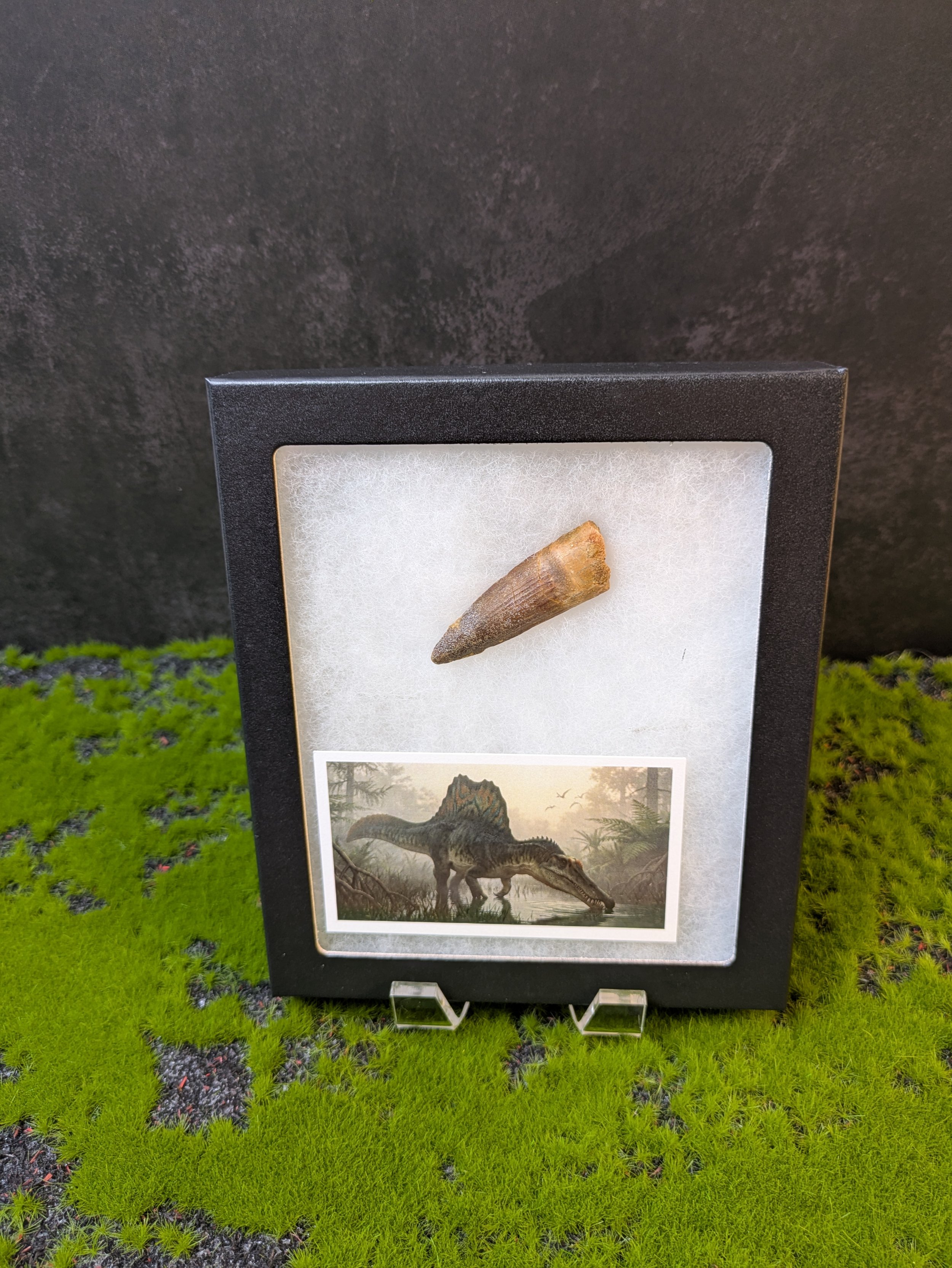 SPINOSAURUS TOOTH