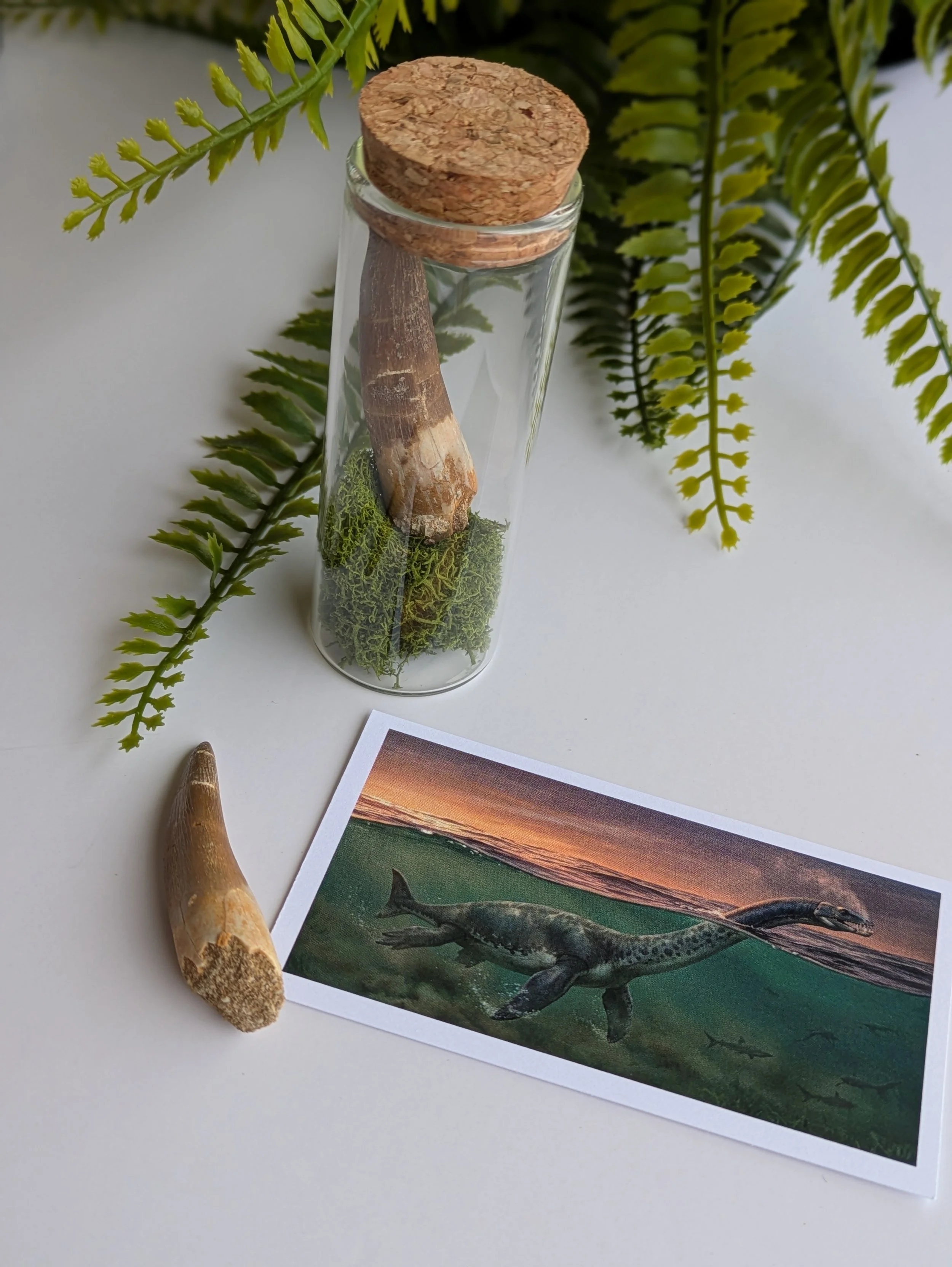 ZARAFASAURA PLESIOSAUR TOOTH