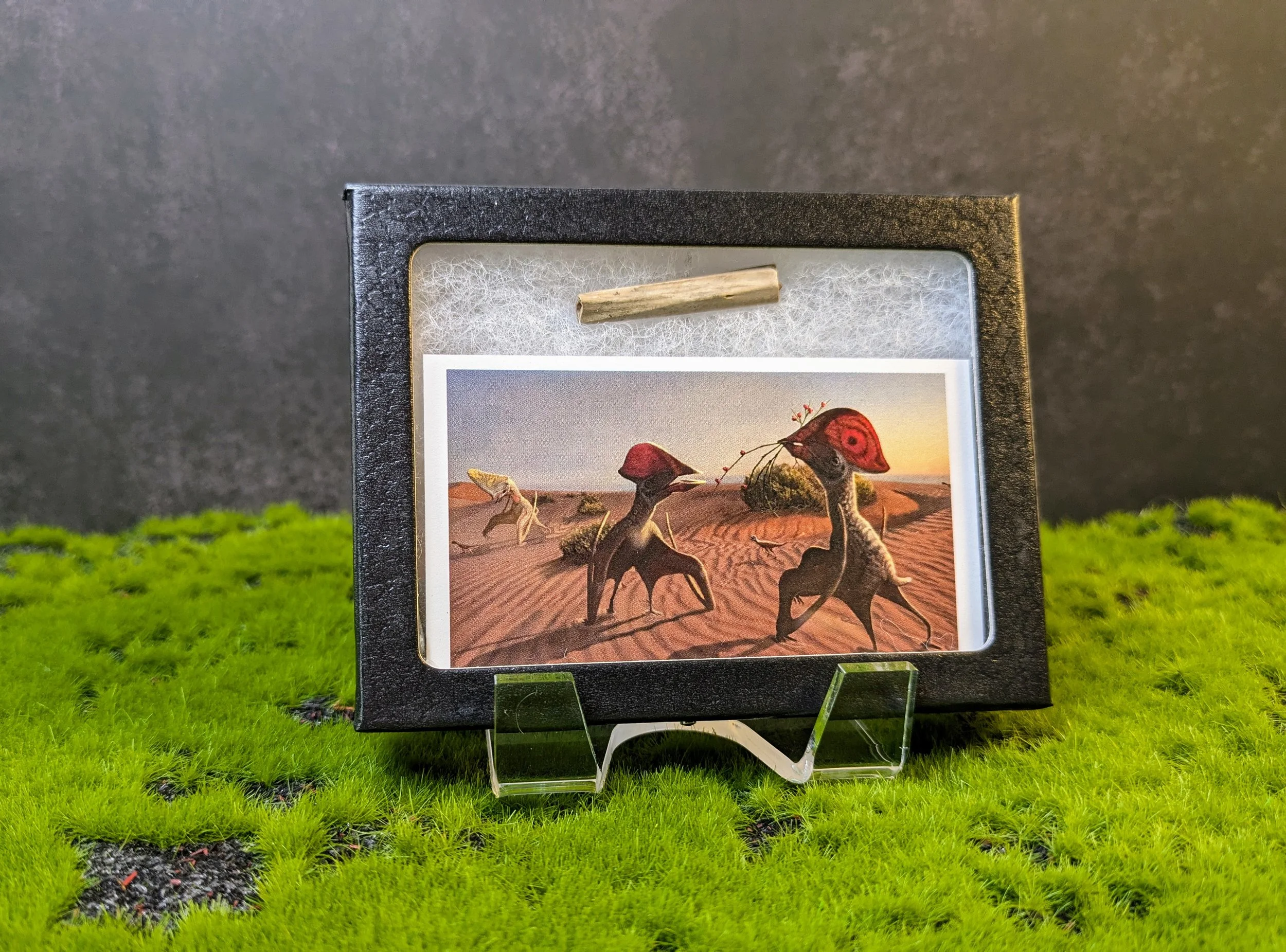 PTEROSAUR TOOTH — A FLYING REPTILE FROM THE PAST!