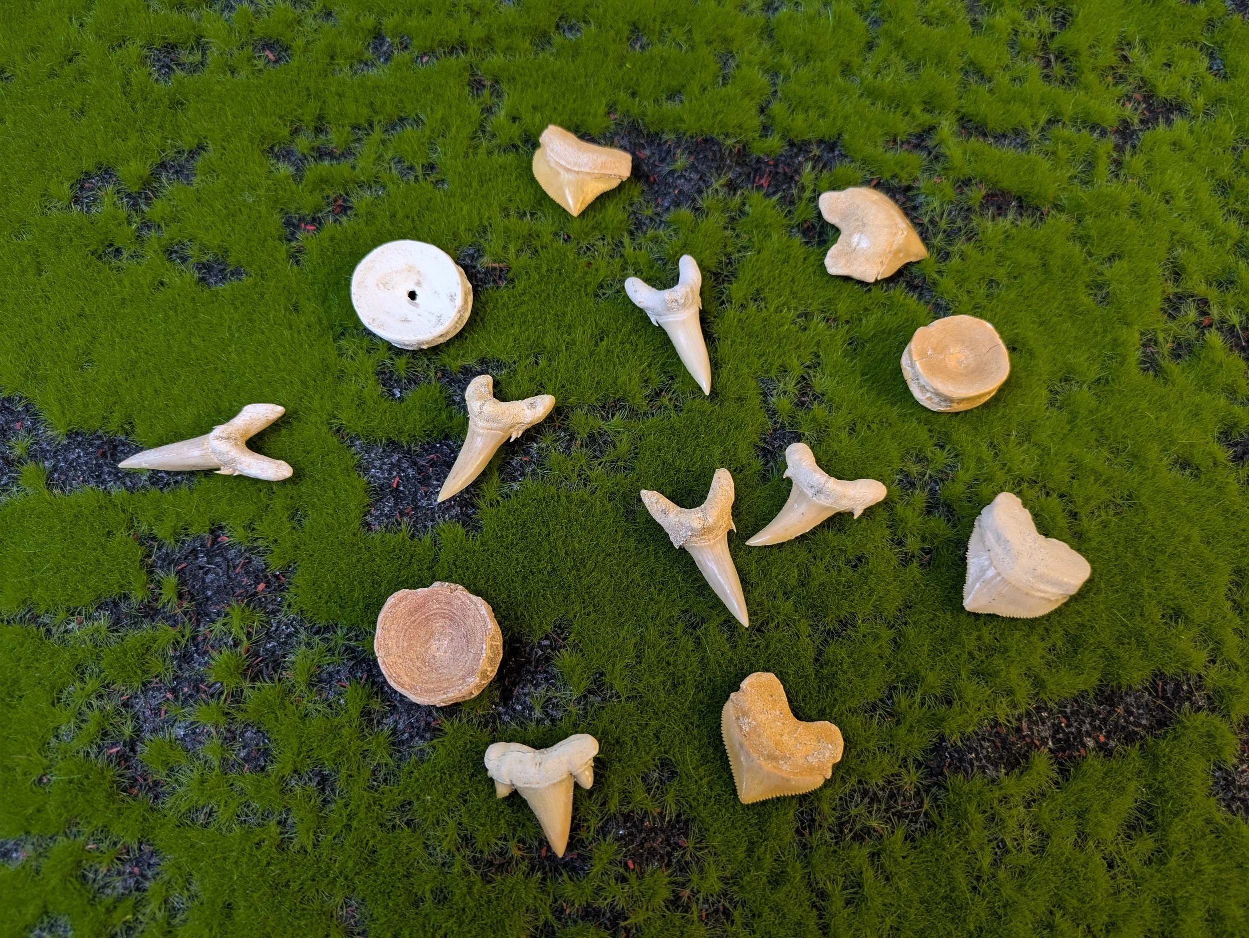 BULK FOSSIL SHARK TEETH