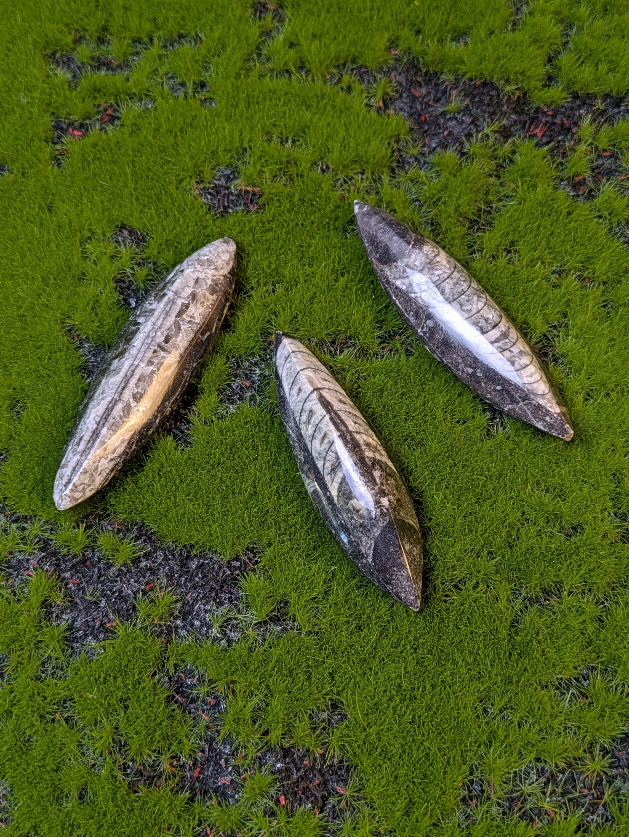 ORTHOCERAS FOSSIL — AN ANCIENT OCEAN PREDATOR!