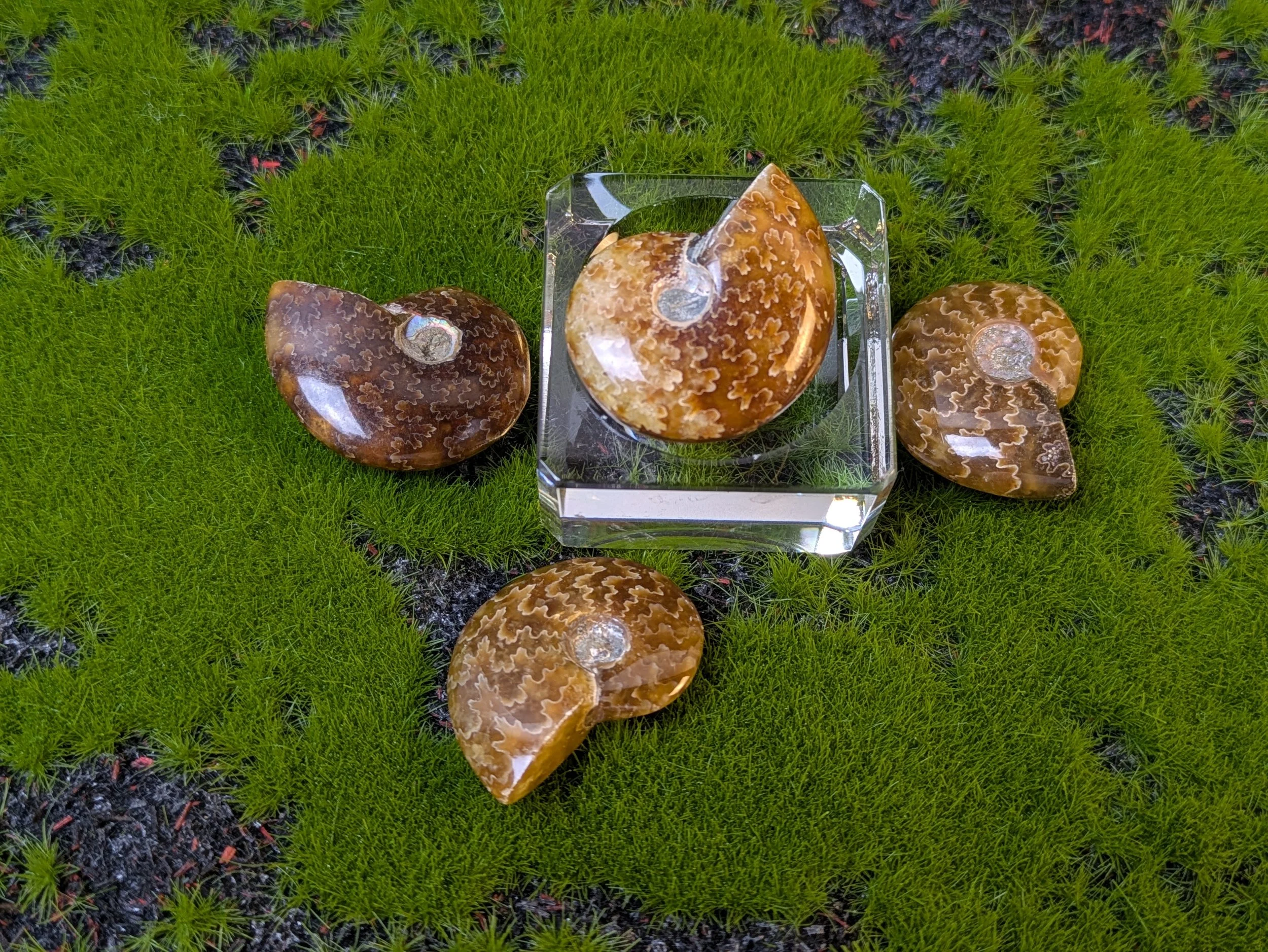 AMMONITE FOSSIL — A SPIRAL FROM THE ANCIENT SEAS!