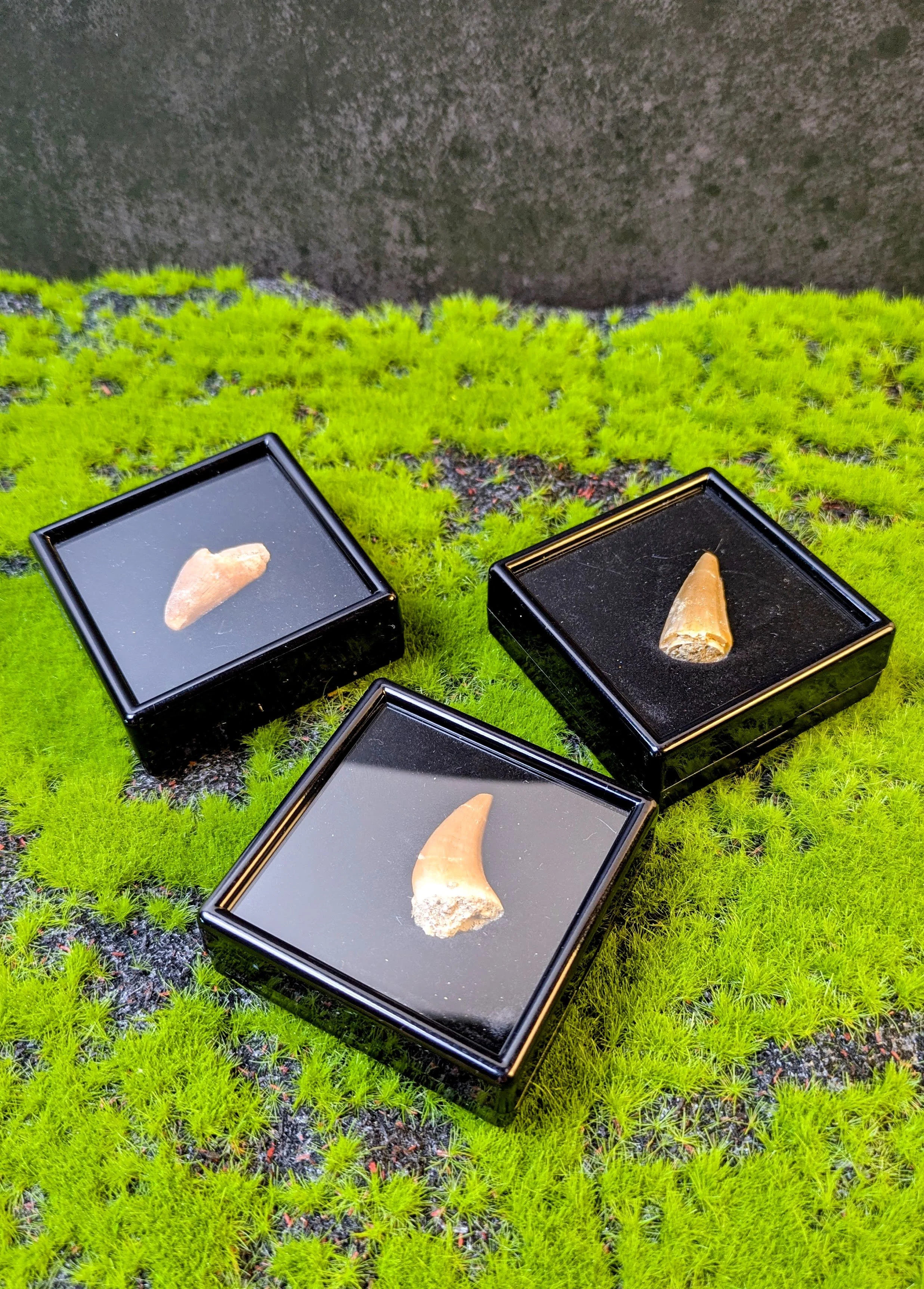 ELOSUCHUS BULK FOSSIL TEETH — CATCH A PIECE OF THE CRETACEOUS!