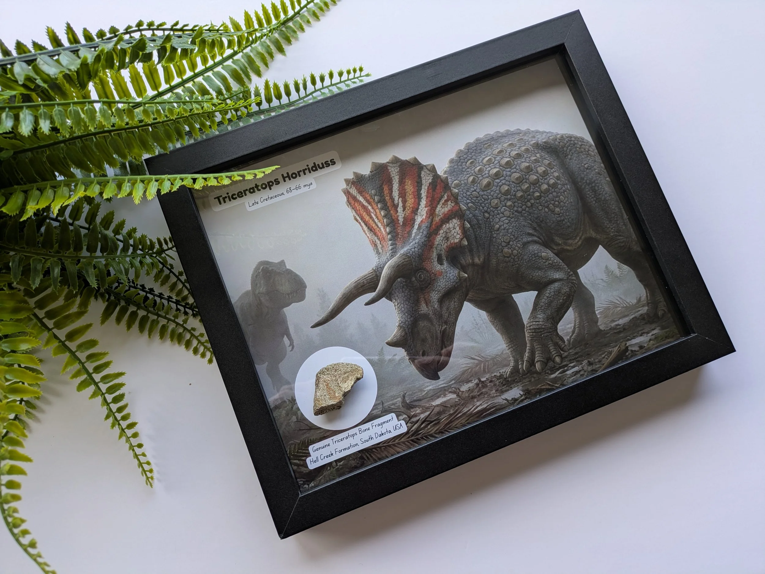 Large Dinosaur Art Frames with Genuine Fossil