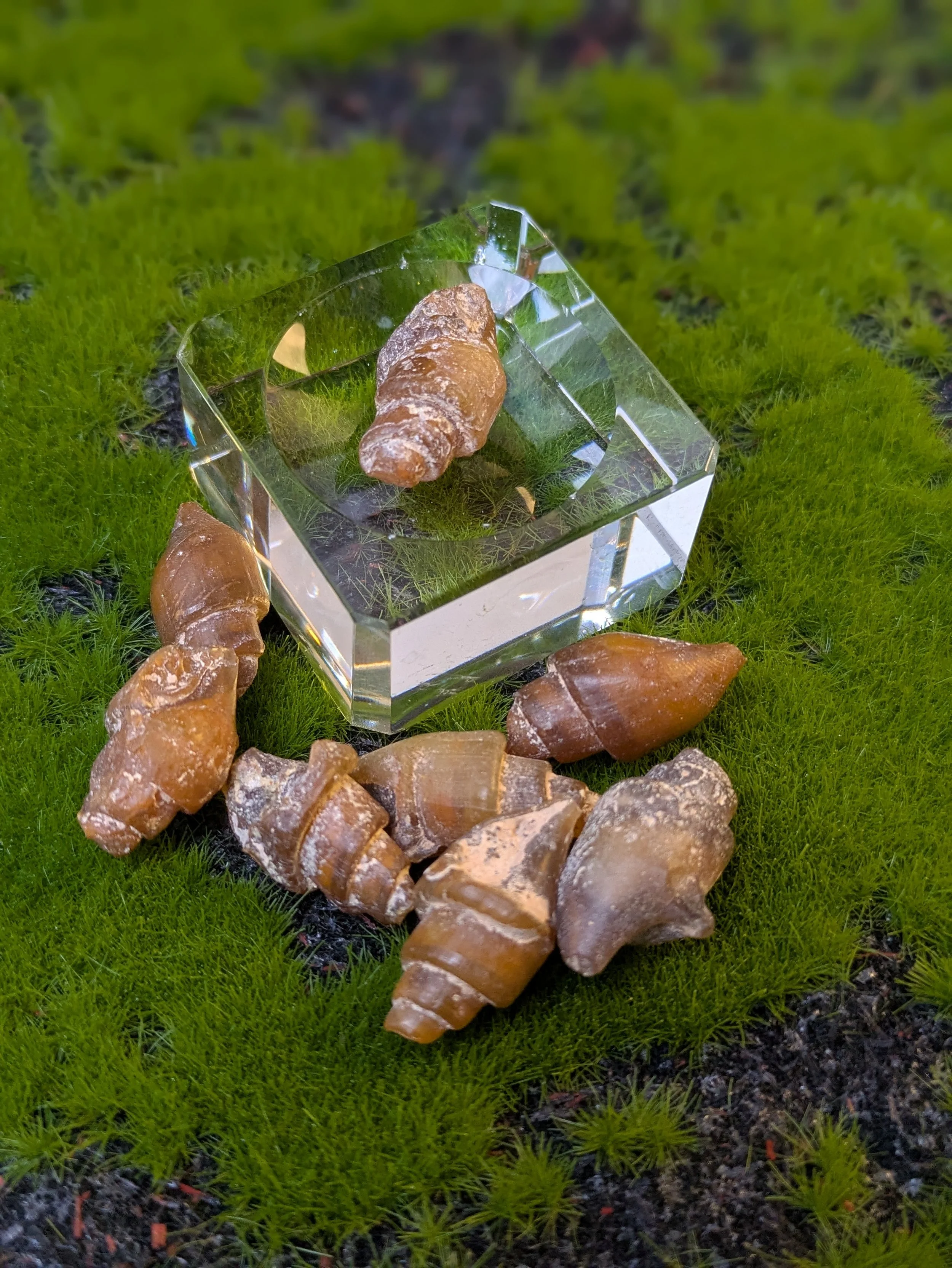 GASTROPOD FOSSIL — A SHELL FROM THE ANCIENT SEAS!