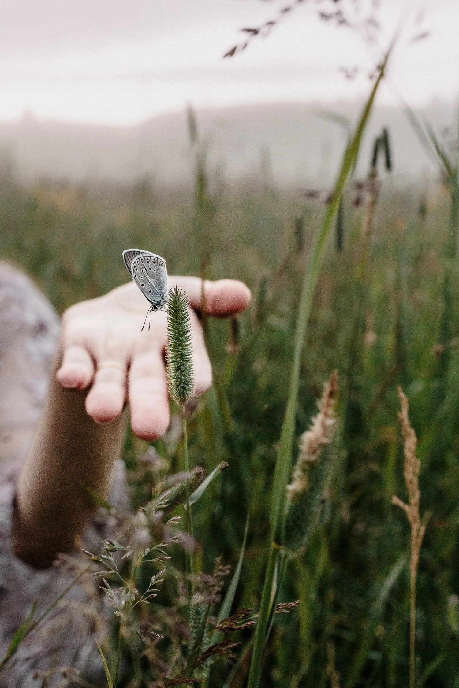 A hand holding a small butterfly on a green plant in a field of tall grass.
