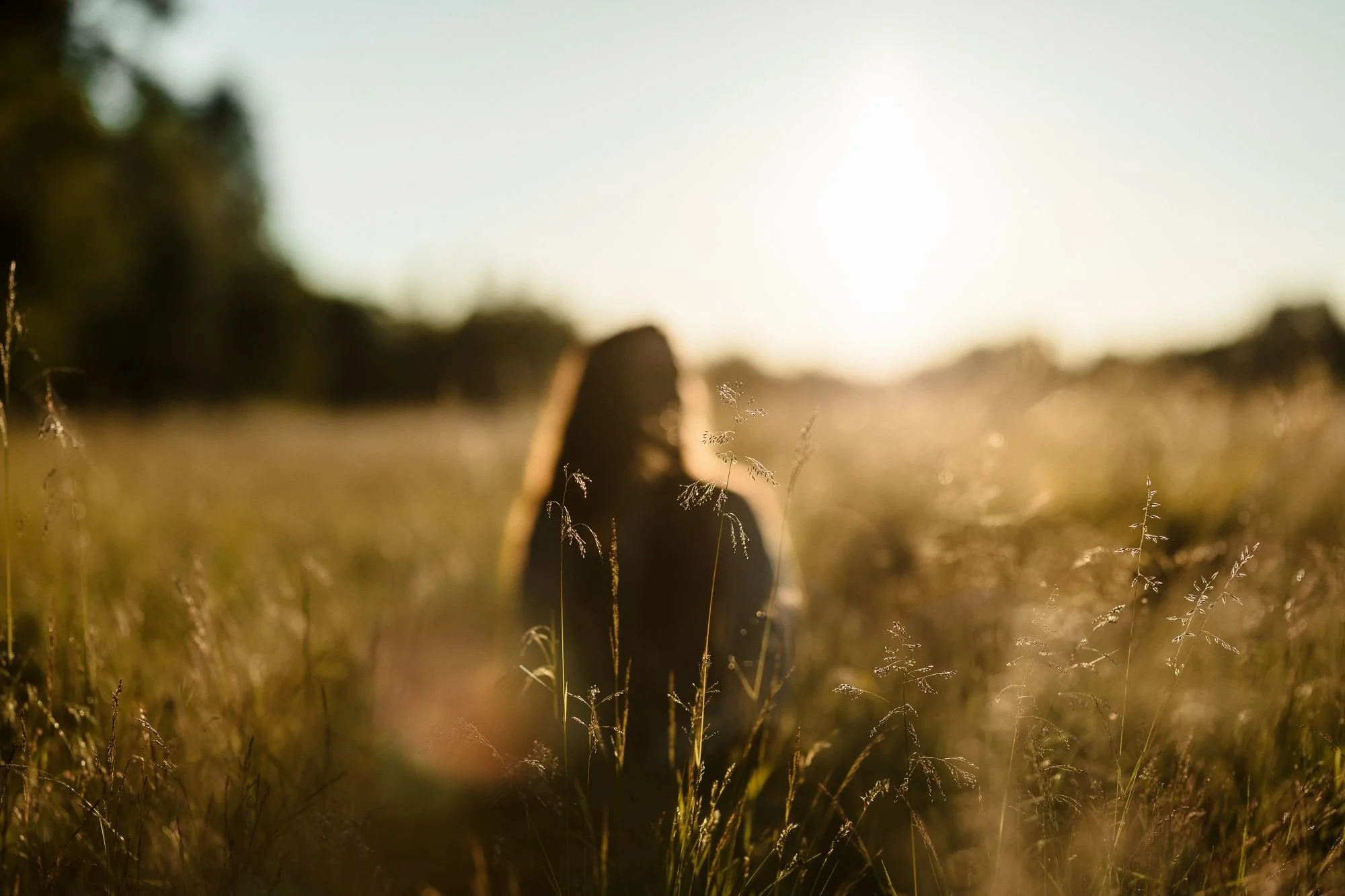 Close-up of tall grass and plants with a blurred background and a bright sky, captured during sunset or sunrise.