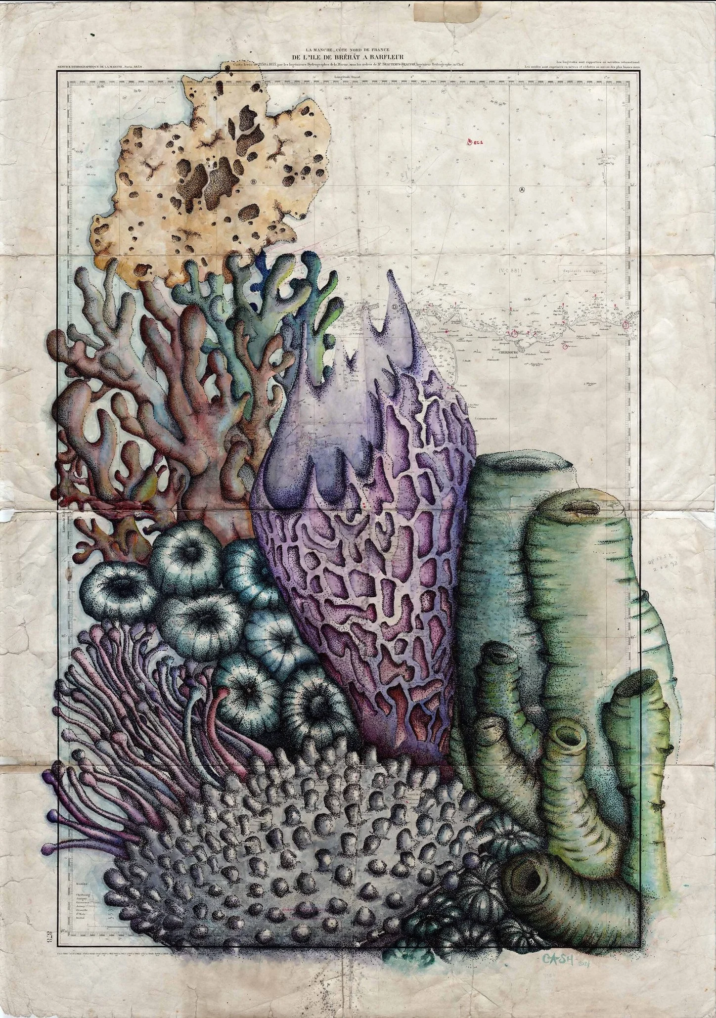 Sea Flowers
