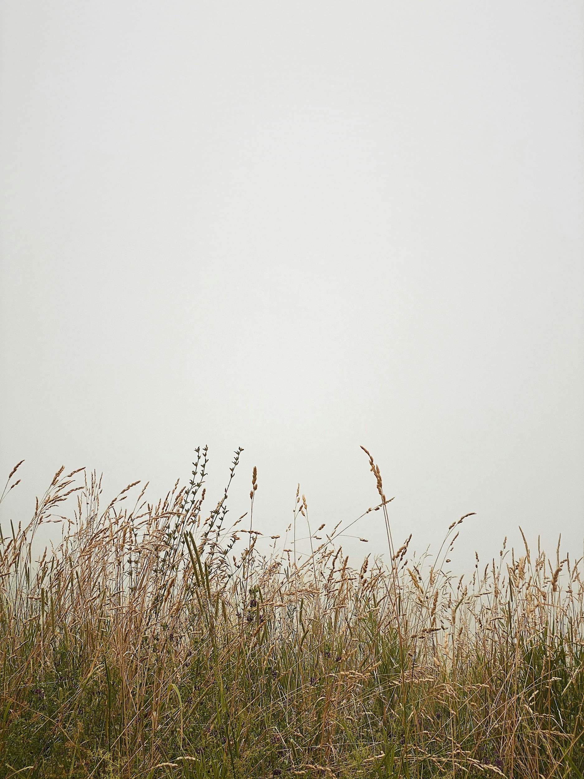 Tall grass and plants in a field with a foggy sky in the background.