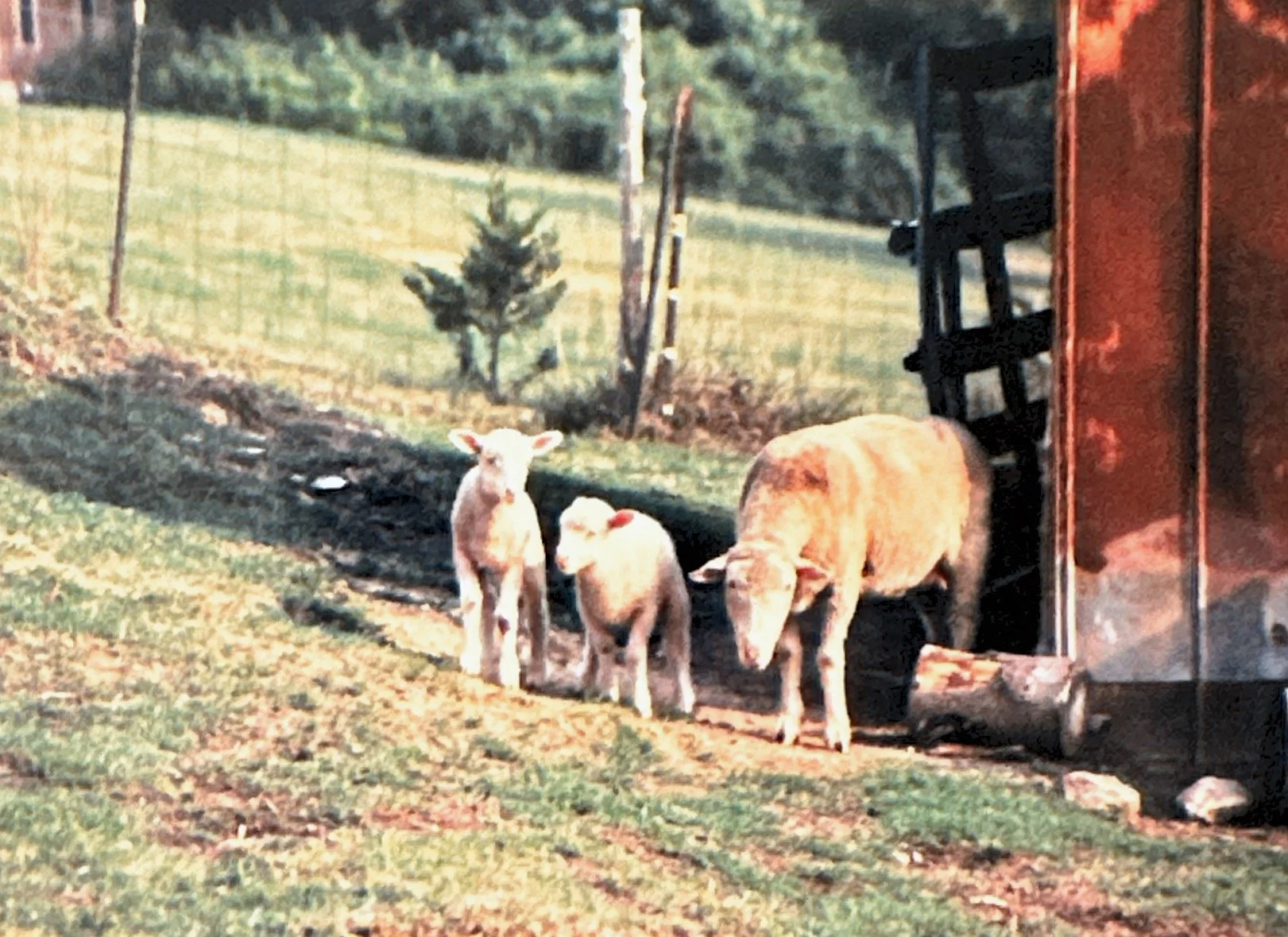 Sheep with twin lambs