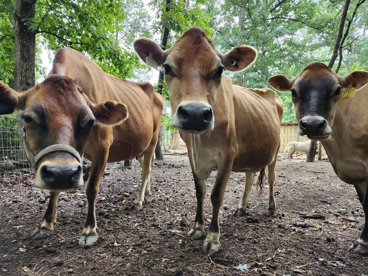 How A $5 Calf Started It All