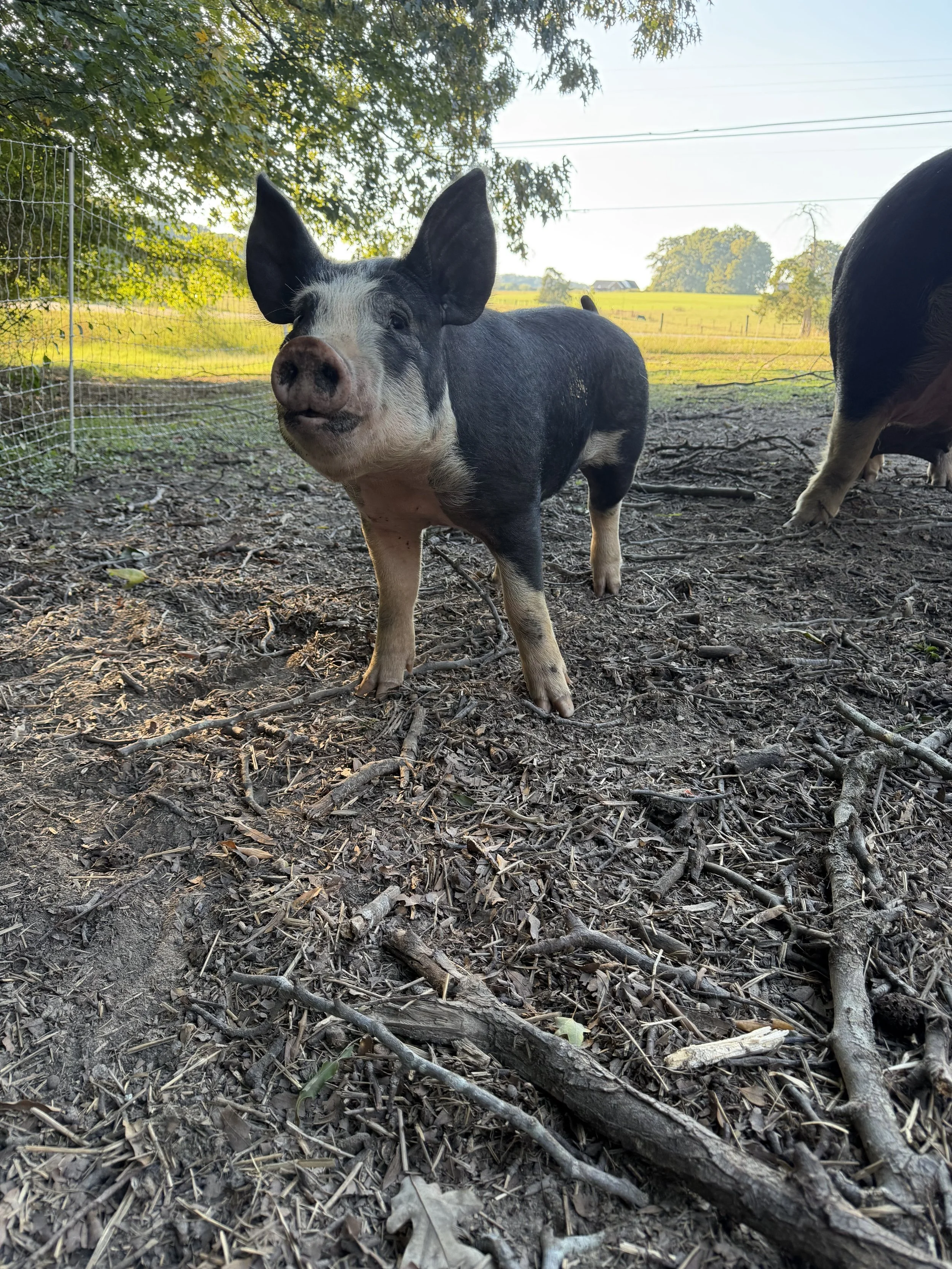 Tiny: The Lone Survivor