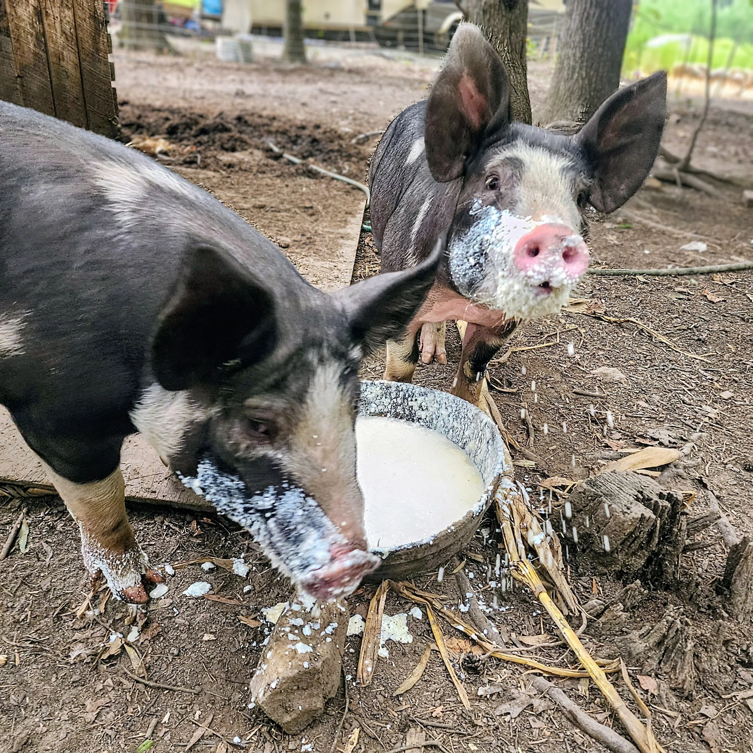 Berkshire Pigs drinking milk