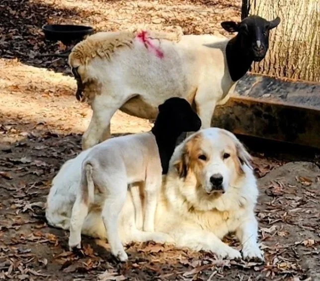 Great Pyrenees livestock guardian dog with dorper sheep