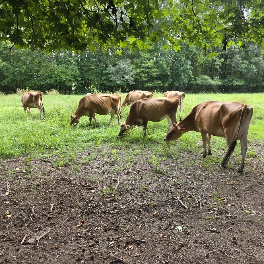 jersey cows in a pasture