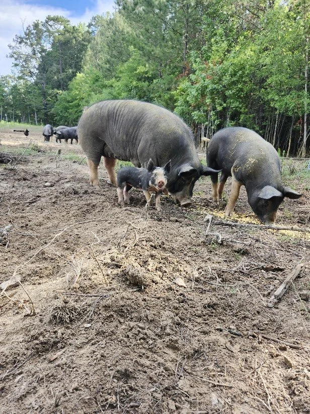 Berkshire pigs