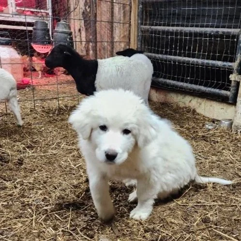 Great Pyrenees puppy with dorper sheep