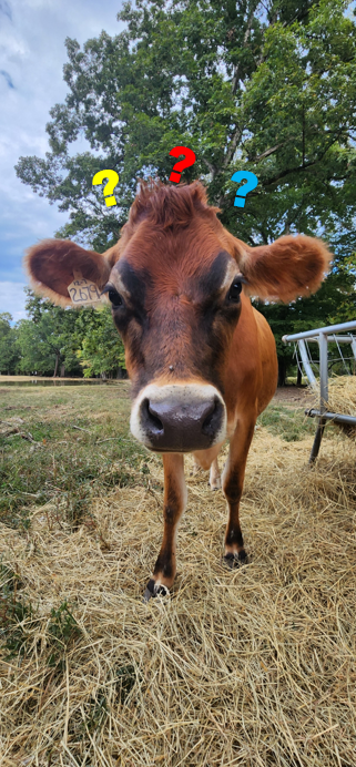 Jersey Cow