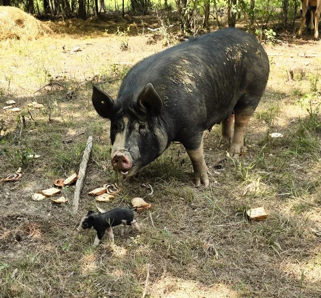 Berkshire sow and piglet