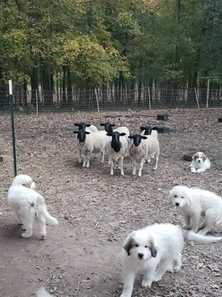 Great Pyrenees puppies with Dorper Sheep