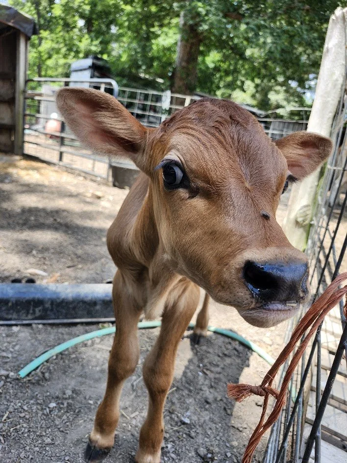 jersey calf