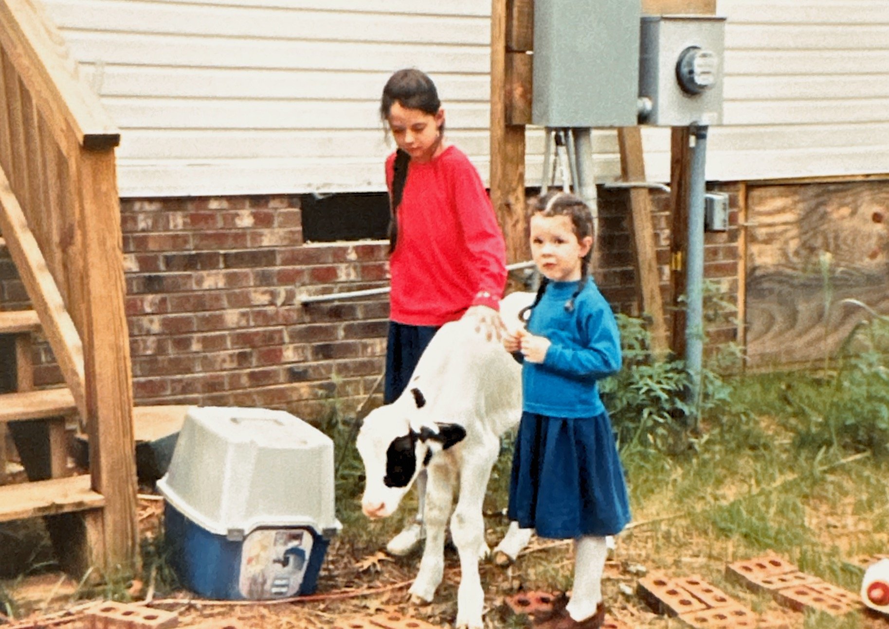 Holstein calf