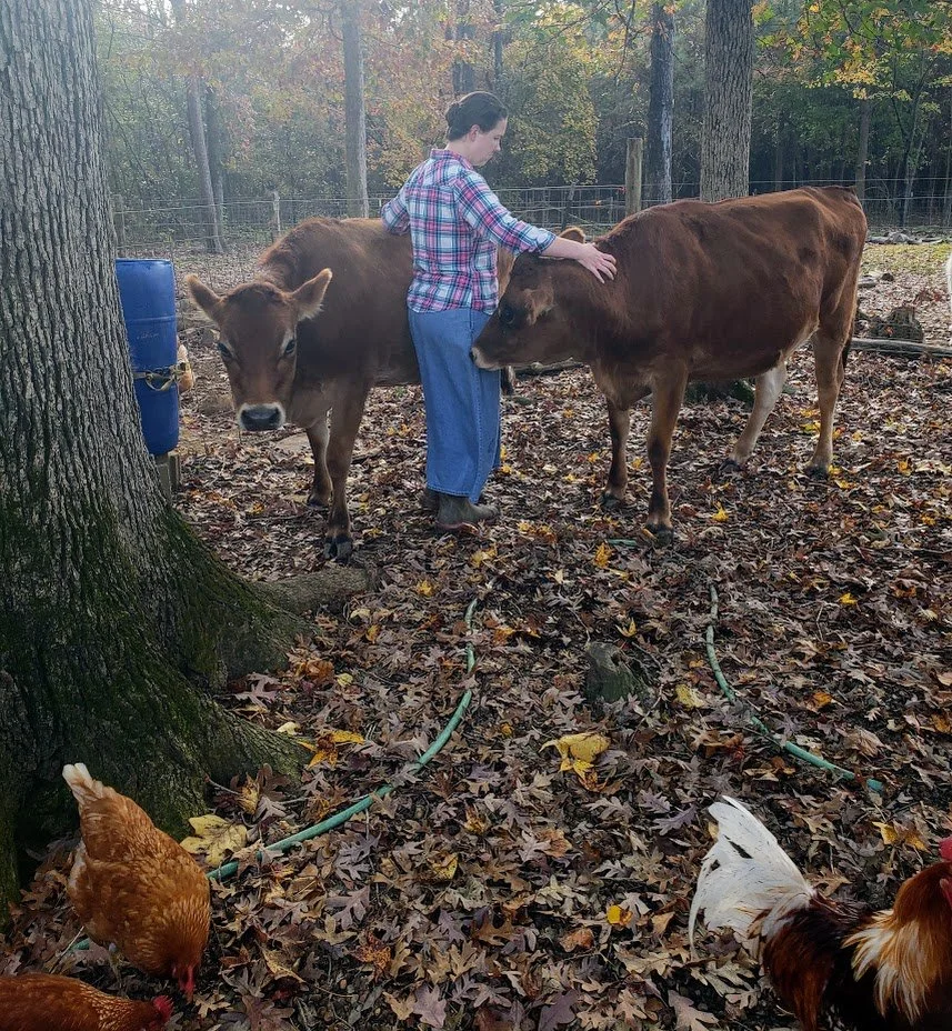 Jersey cows