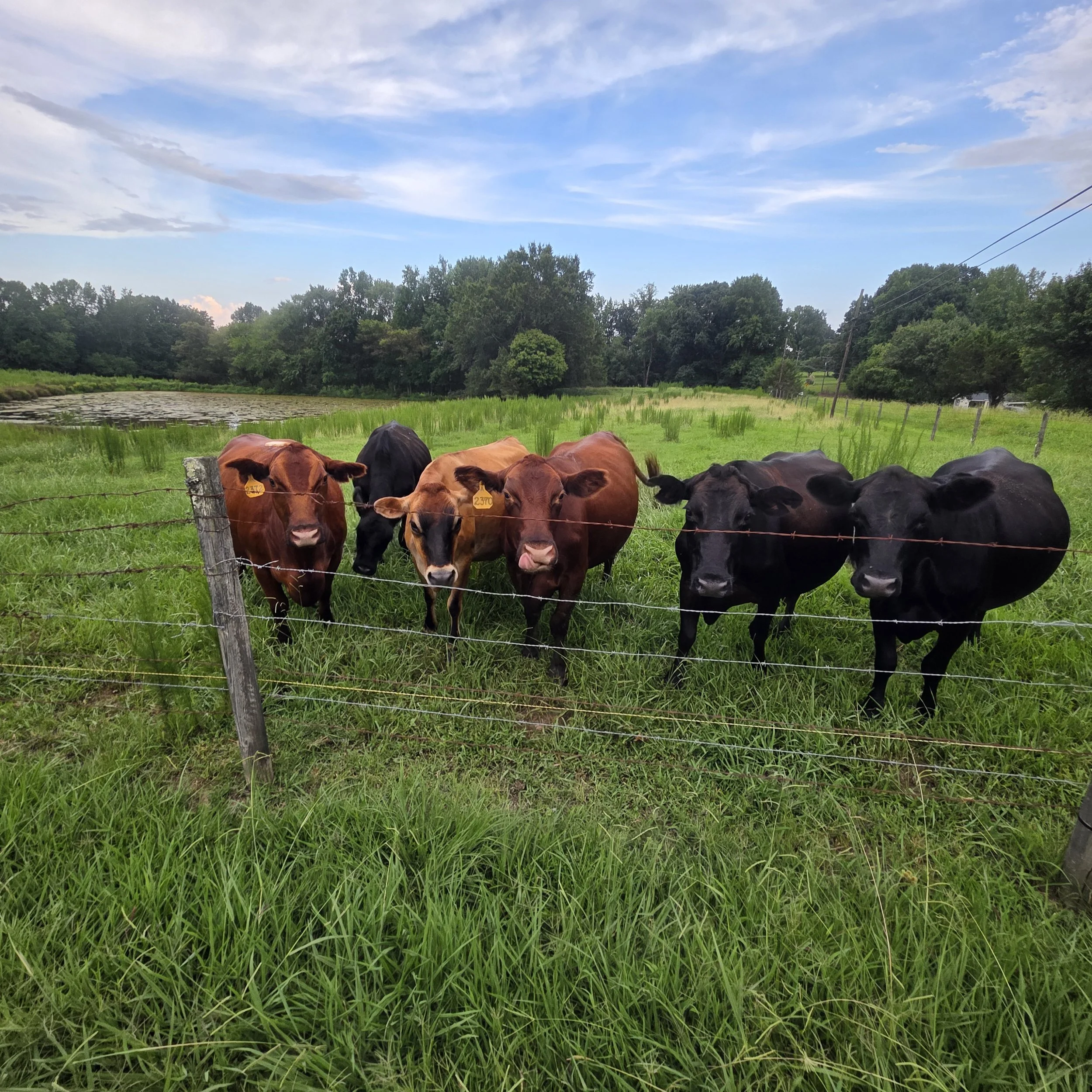 Cows in Pasture