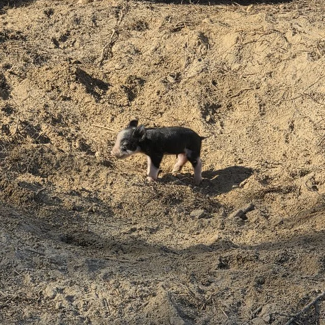 Berkshire piglet