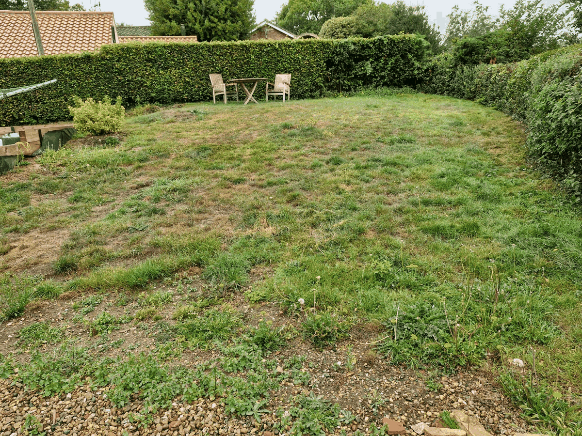 A backyard with a grassy lawn, surrounded by tall dense hedges, with two wooden chairs and a small table at the far end, and various plants on the left side.