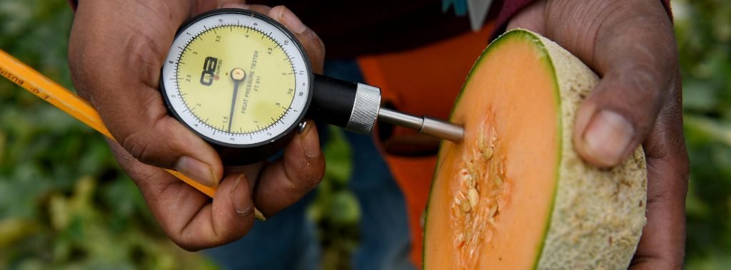 Testing melon firmness