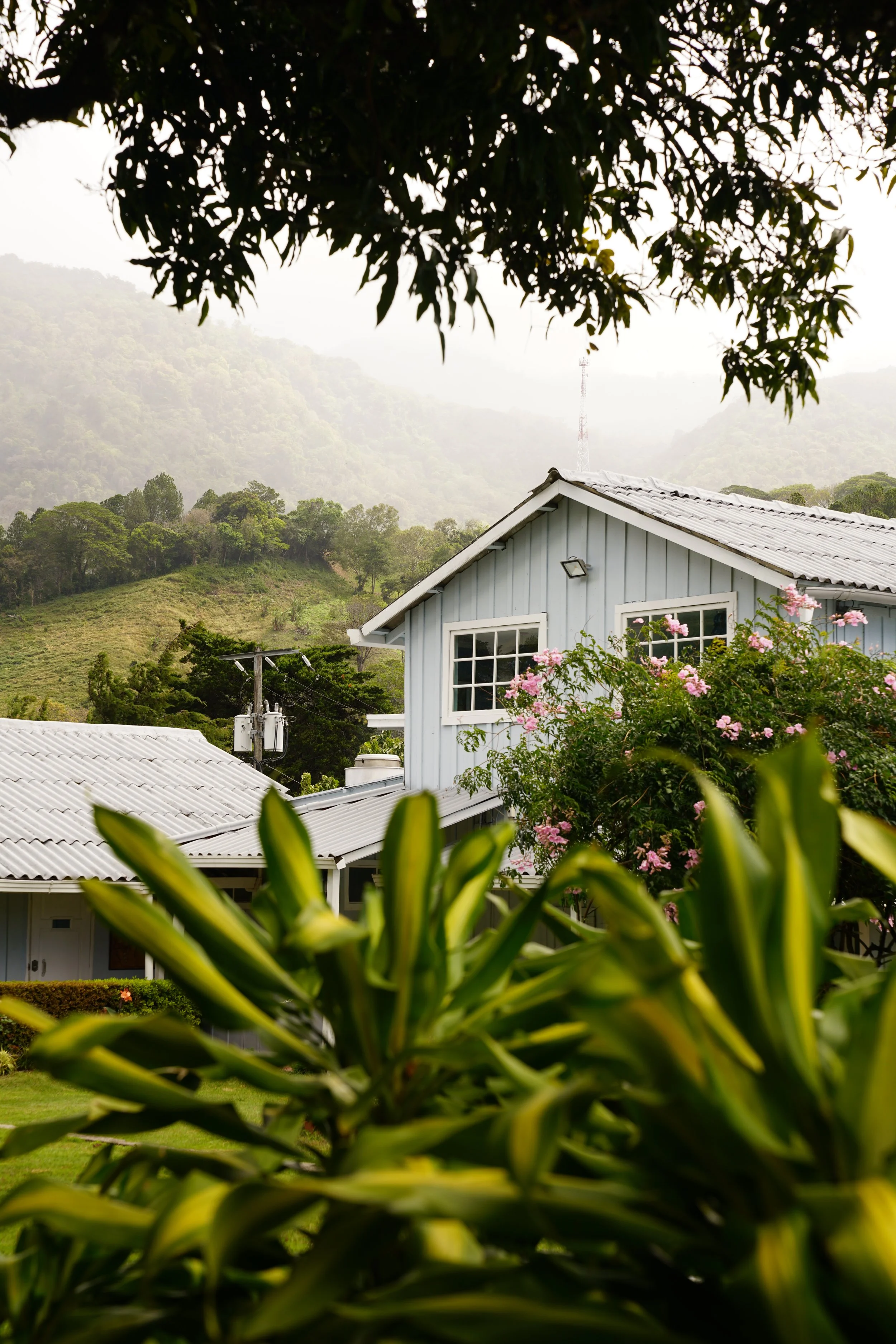 A house with light blue wooden siding and white window trim, surrounded by green foliage and pink flowering bushes, with a mountainous landscape in the background.