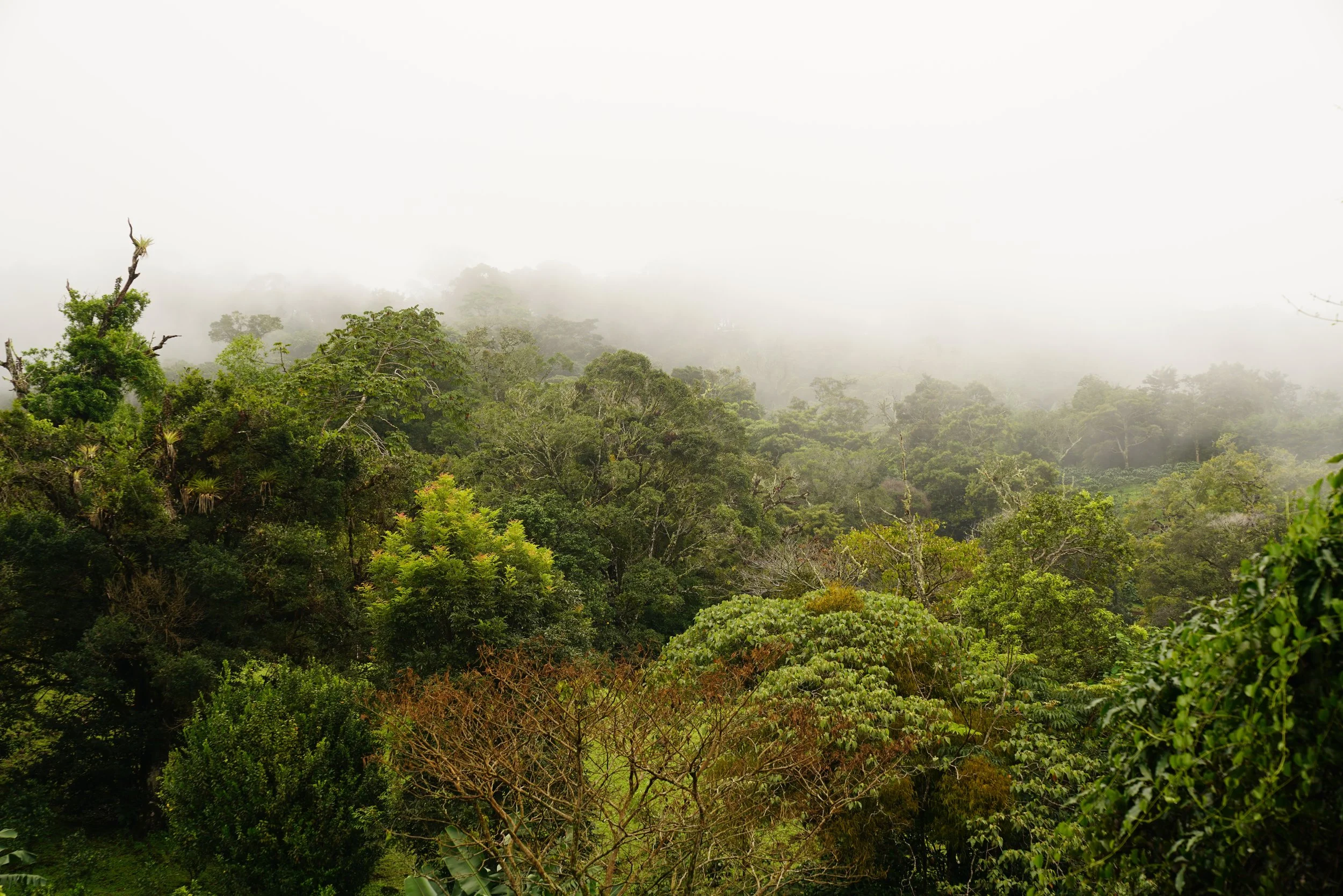 Dense green jungle trees with mist or fog in the background.