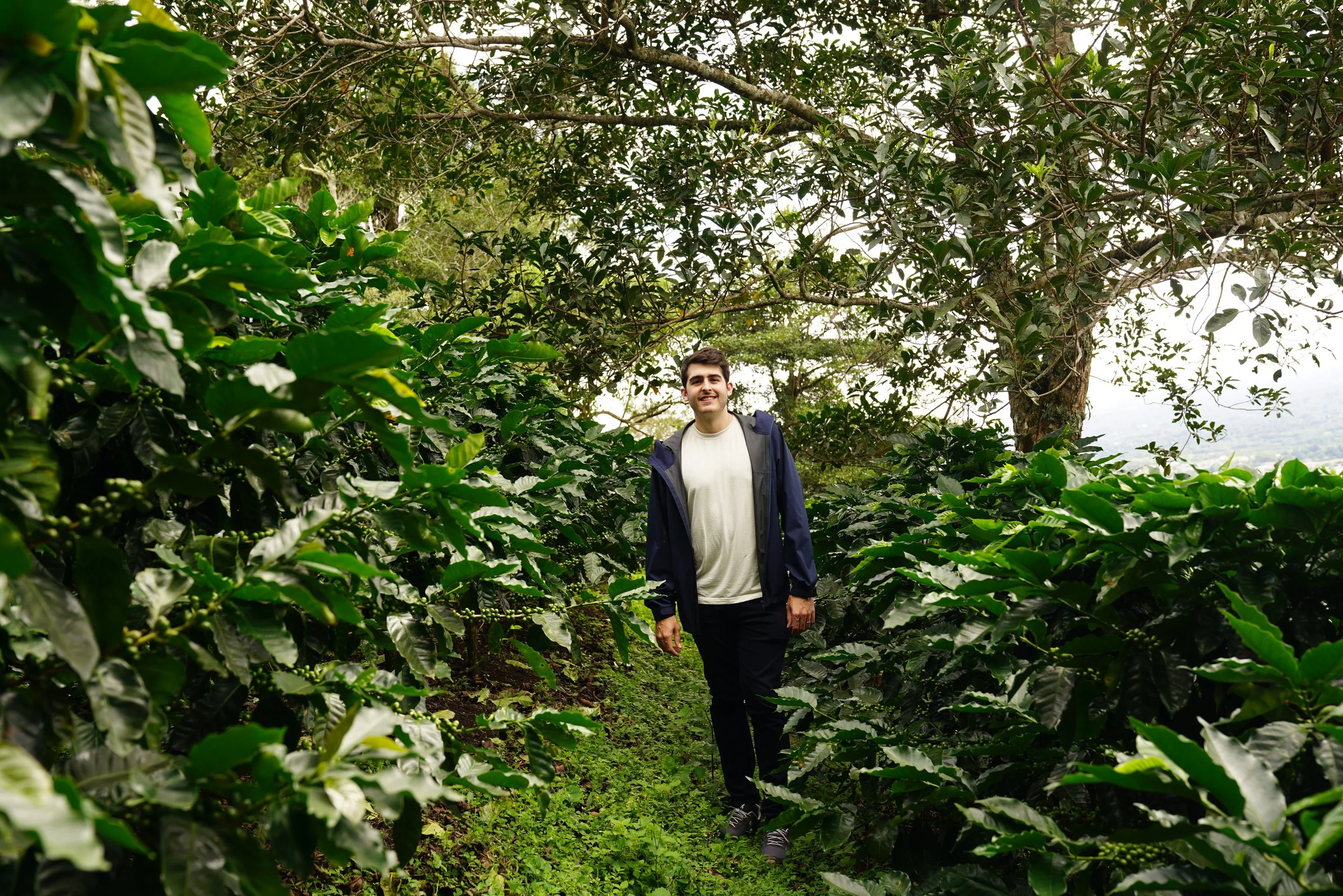 A man wearing a white shirt and dark pants walks through a lush, green coffee plantation with dense leafy plants on either side and a large tree in the background.