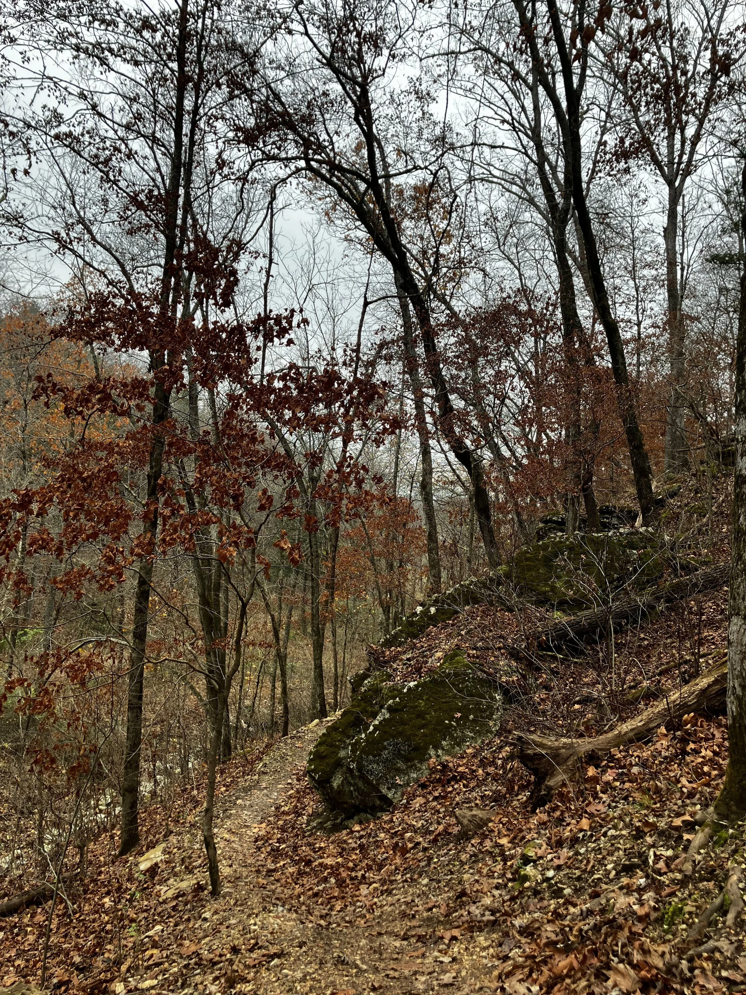 A narrow forest trail covered with fallen leaves, surrounded by leafless trees and moss-covered rocks, with an overcast sky overhead.