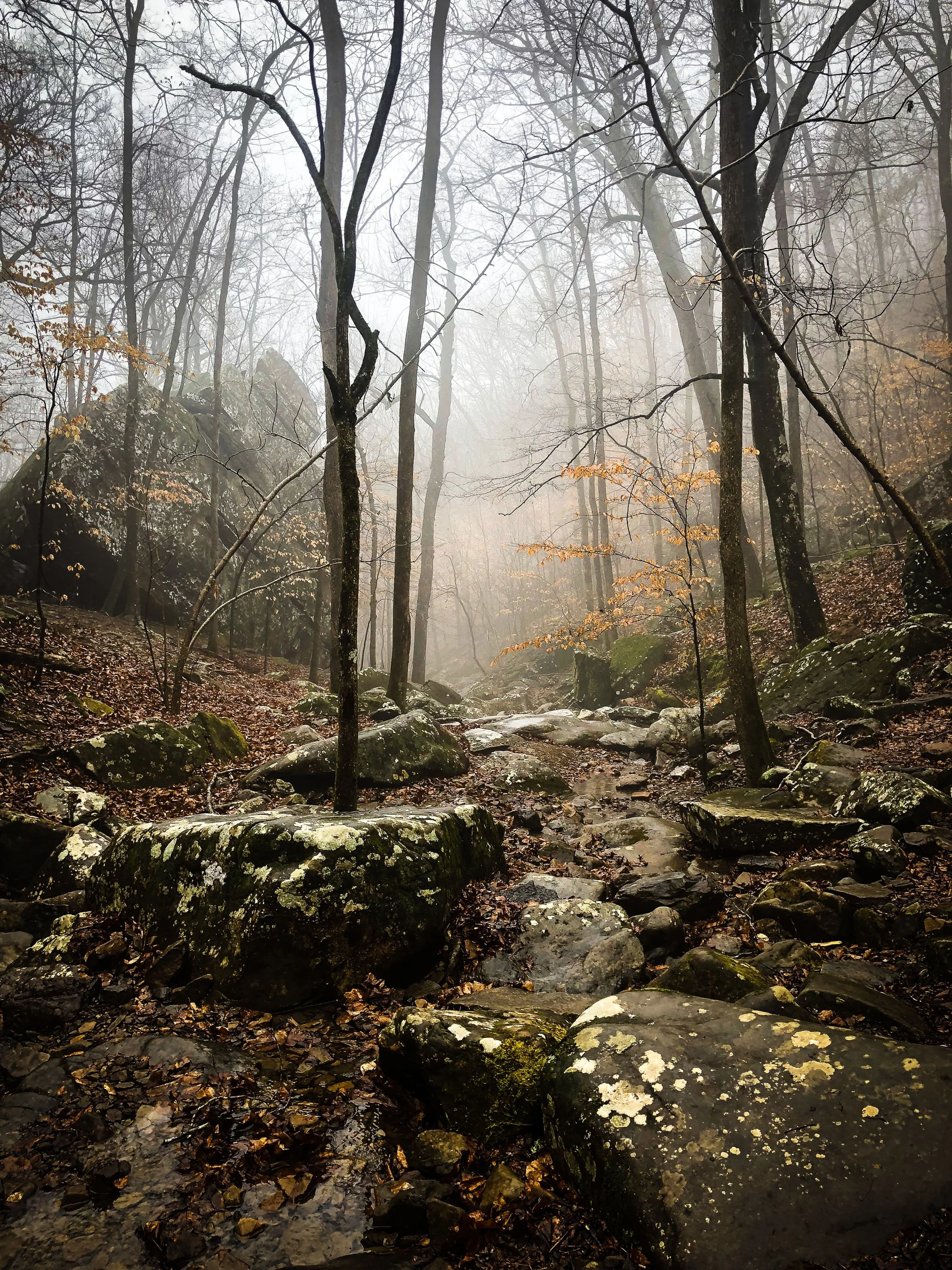 A foggy forest with leafless trees and rocks scattered on the forest floor, with some yellow and brown leaves still attached to the branches.