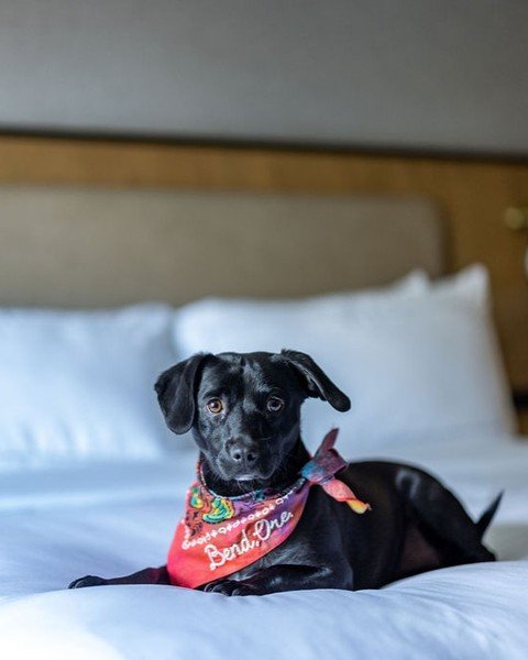 Happy #NationalDogDay from Bend.
ㅤ
At The Newberry, four-legged companions are always welcome. From welcome treats and food and water bowls to easy access to Bend's dog-friendly parks and trails, we've thought of everything for your next getaway toge