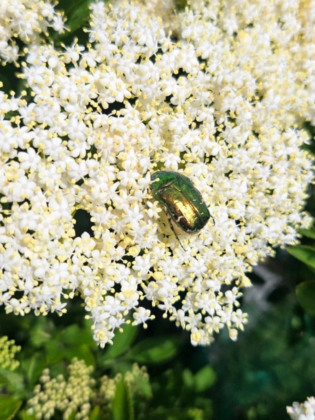 Kinoko Nature Walk Series: Elderflower

A throwback to our first nature walk and forage in Hackney Marshes earlier this Spring 2026. We braved the rain and ventured out into the marshes to forage the last few sprigs of elderflower left from the seaso