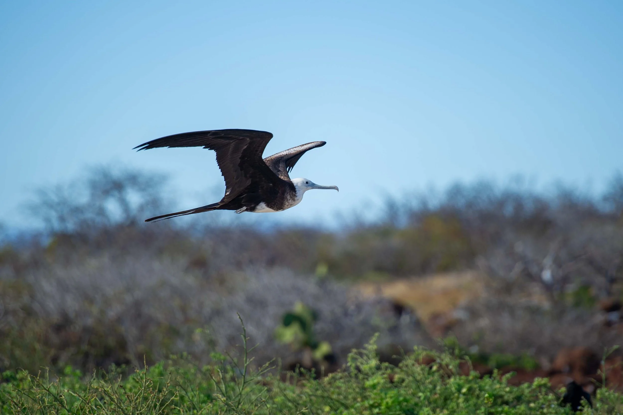 Sarah+Twitchell+Photography+Wildlife-6.jpg