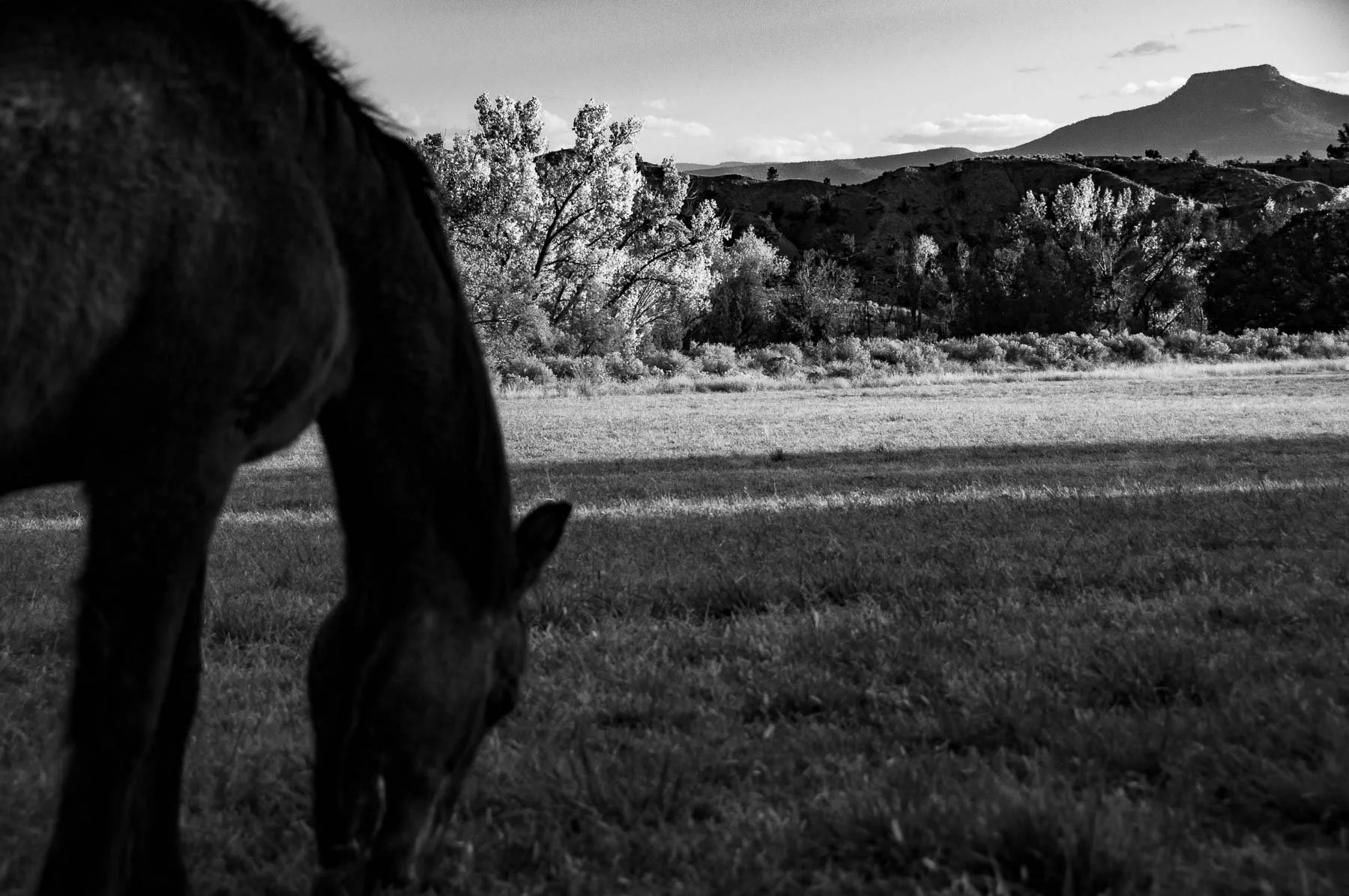 Sarah+Twitchell+Photography+Wildlife-1.jpg