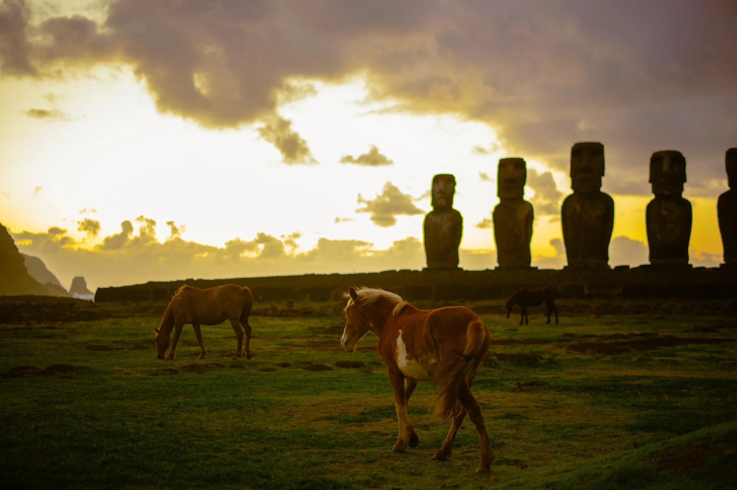 Wild Horses at Dawn