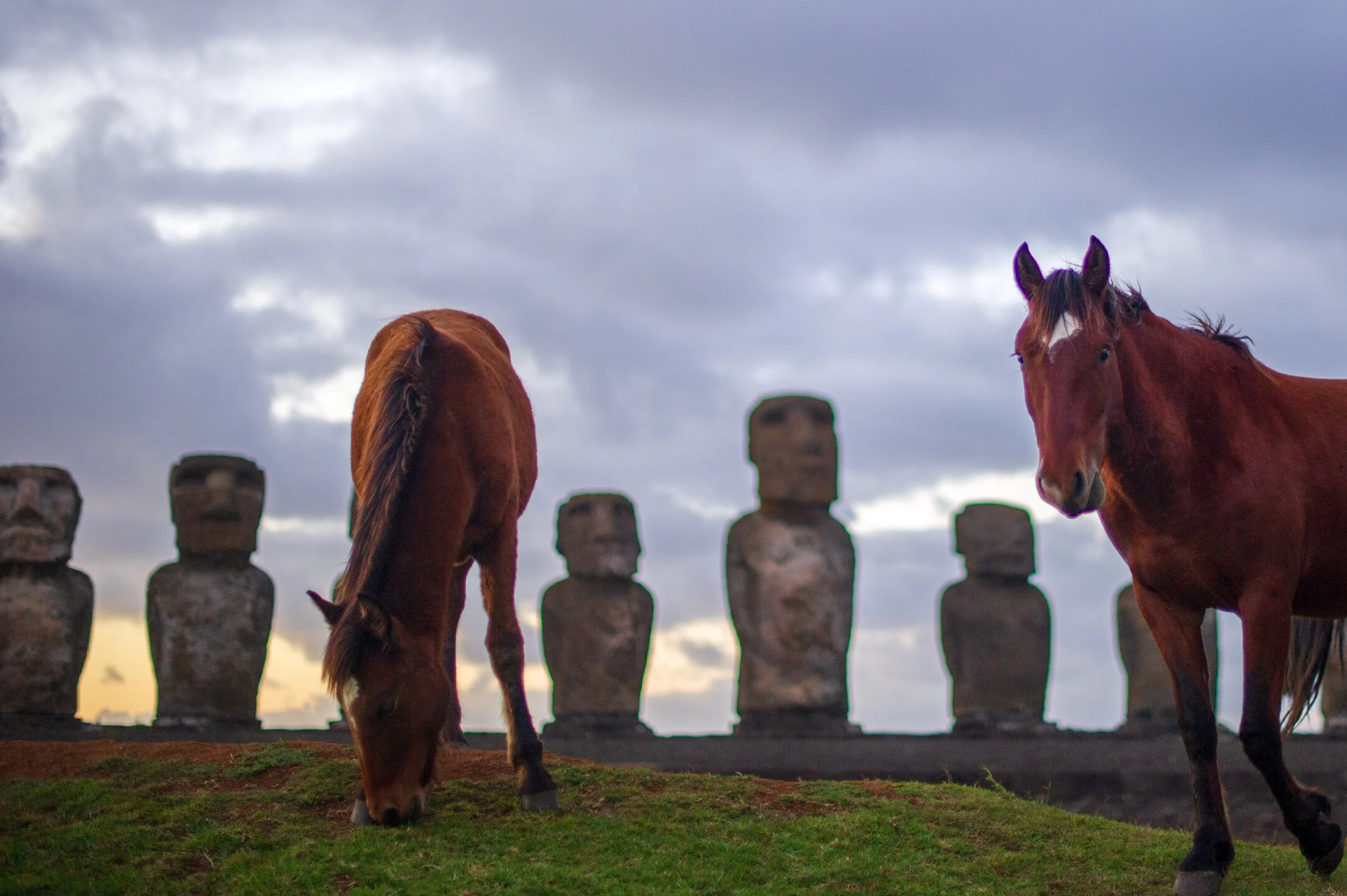 Horses of Rapa Nui