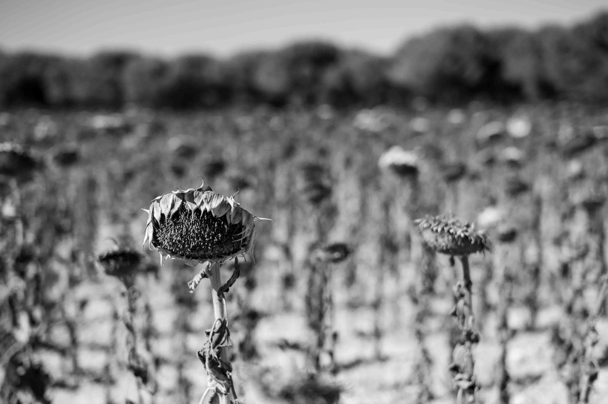 Sarah+Twitchell+Photography+Landscape-11.jpg