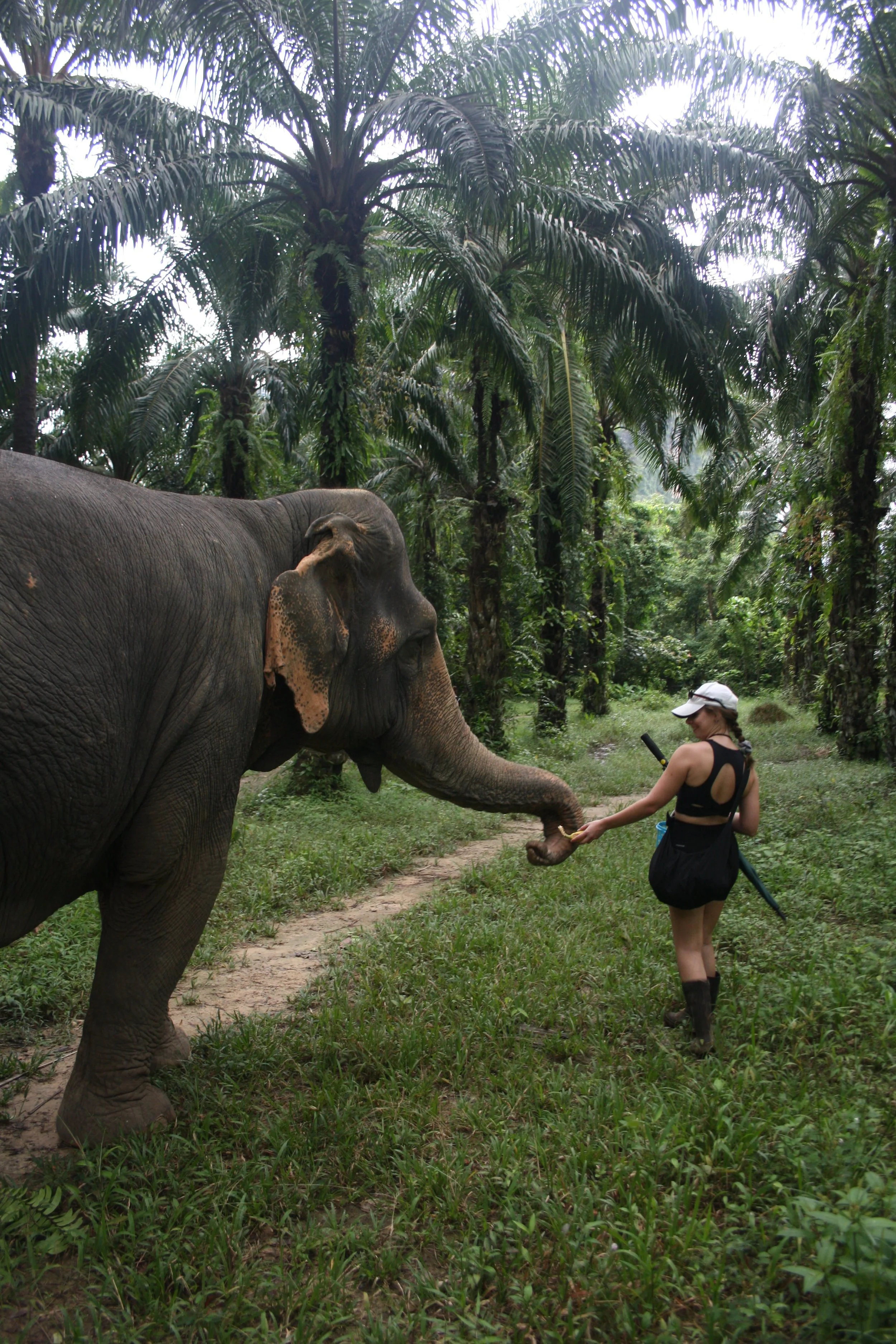 Una mujer caminando con un sombrero ayudando a un elefante en una jungla rodeada de árboles de palma y vegetación densa.