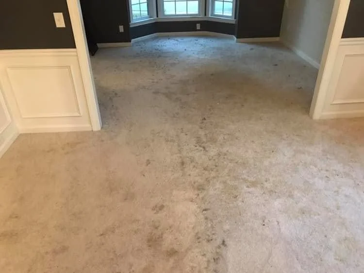 Empty room with light beige carpet, dark gray walls, white trim, and large windows at the far end.