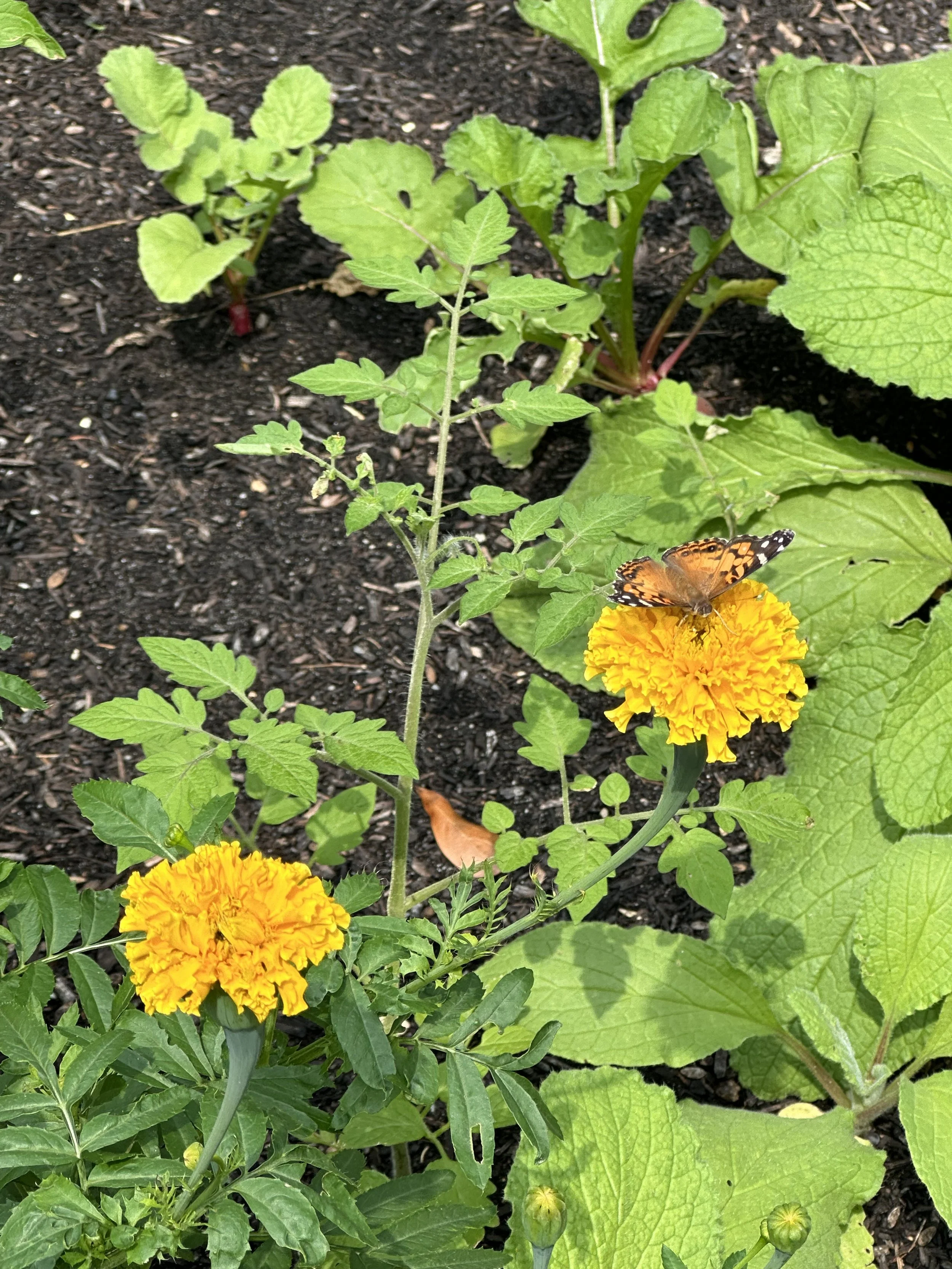 IMG_5903.jpeg