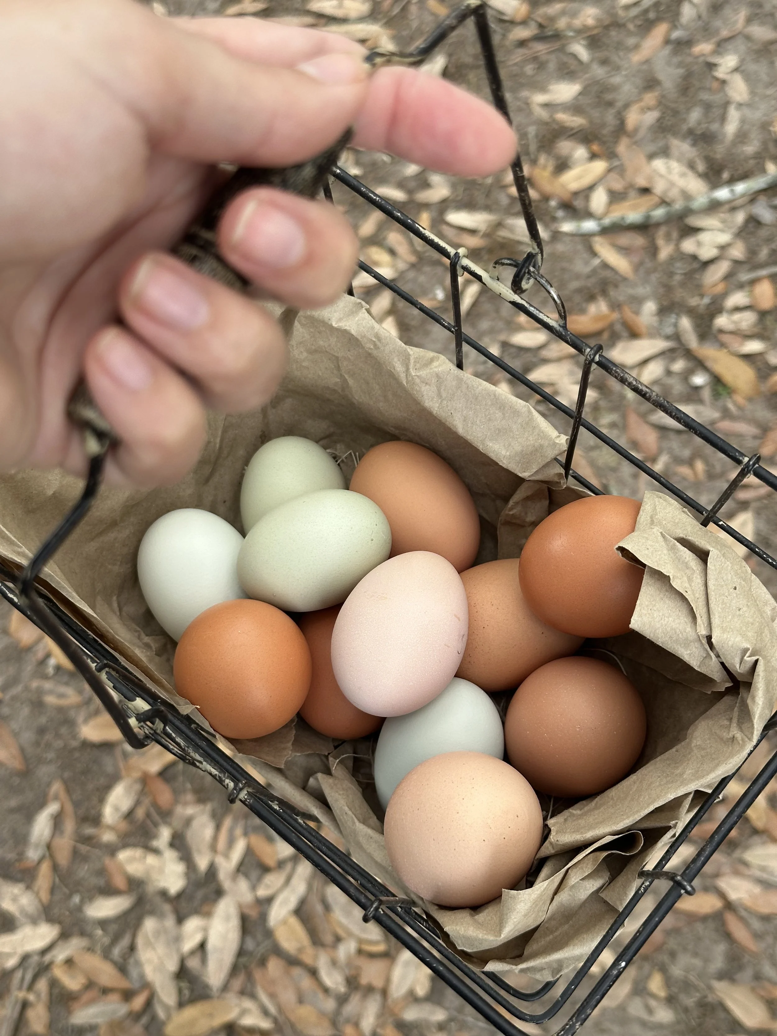 Farm Fresh Eggs