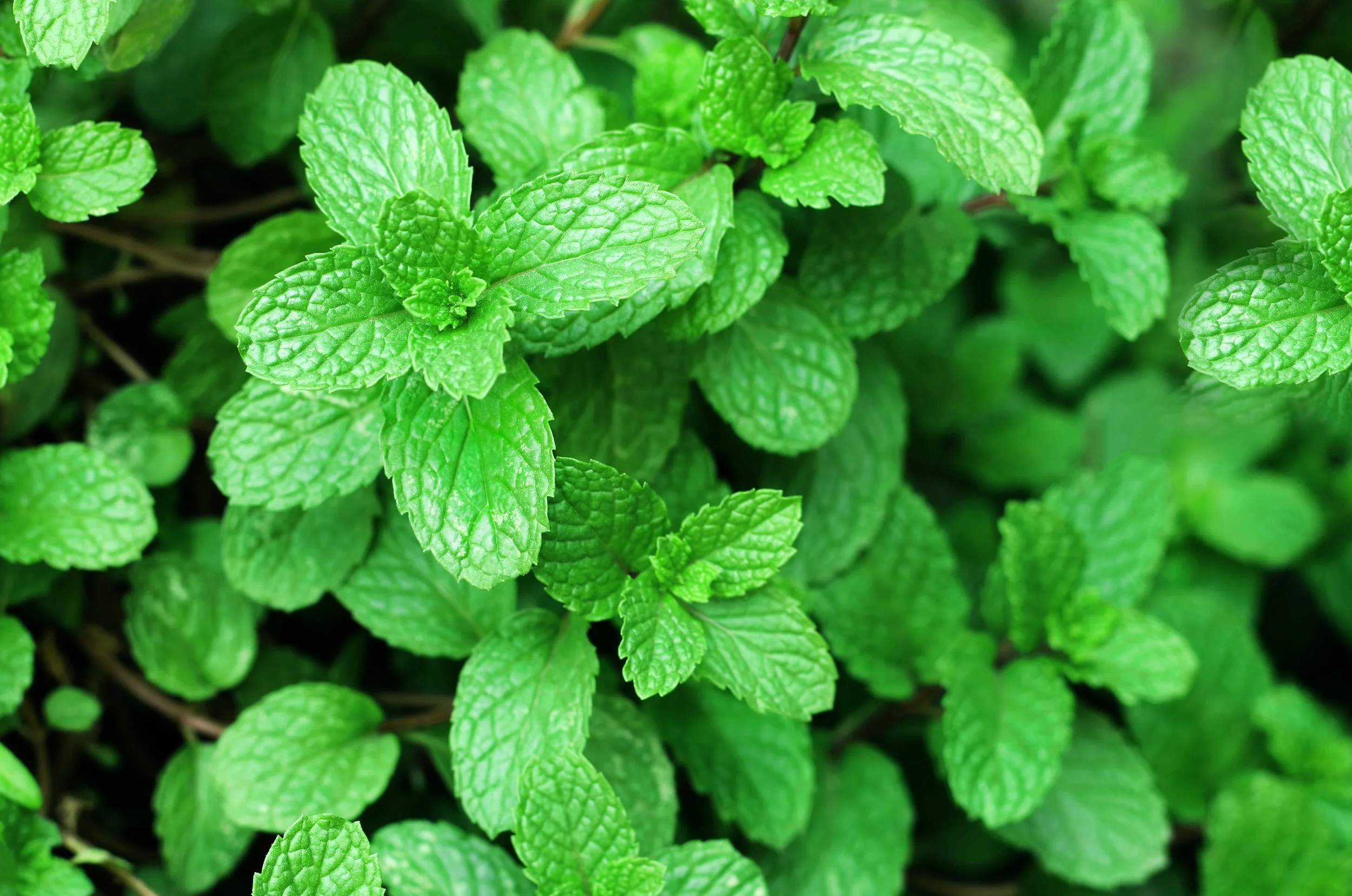 AdobeStock_329270853.jpeg
