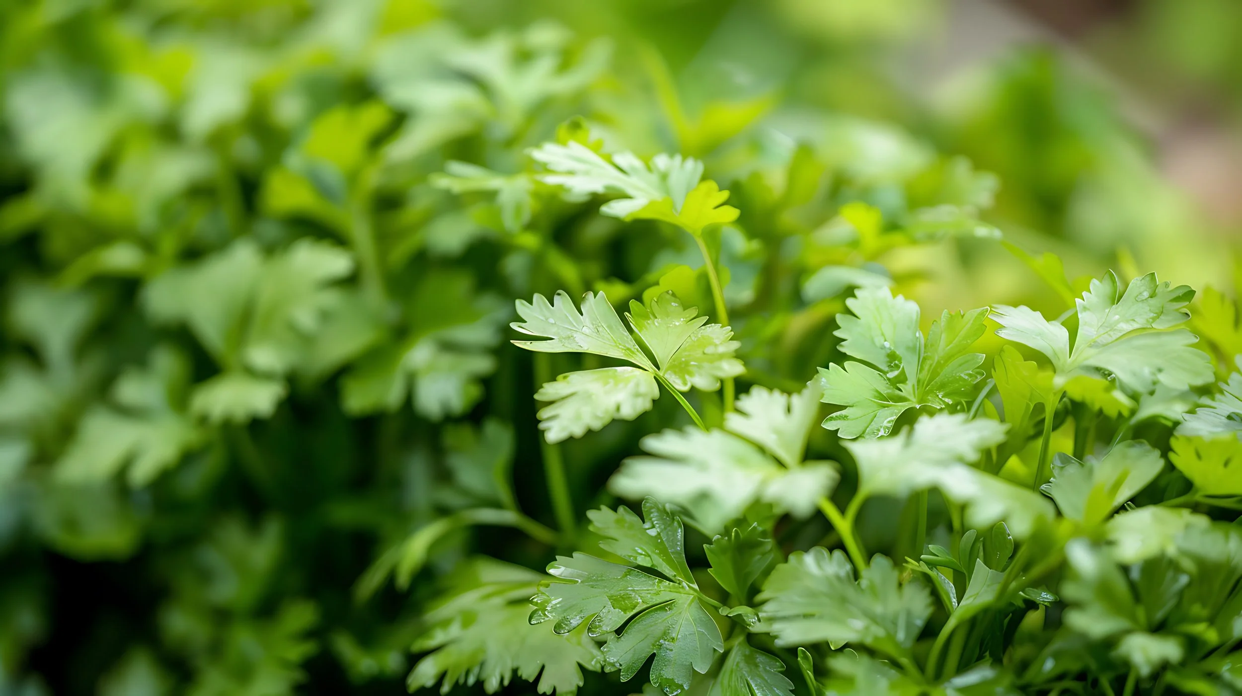 Cilantro Seeds