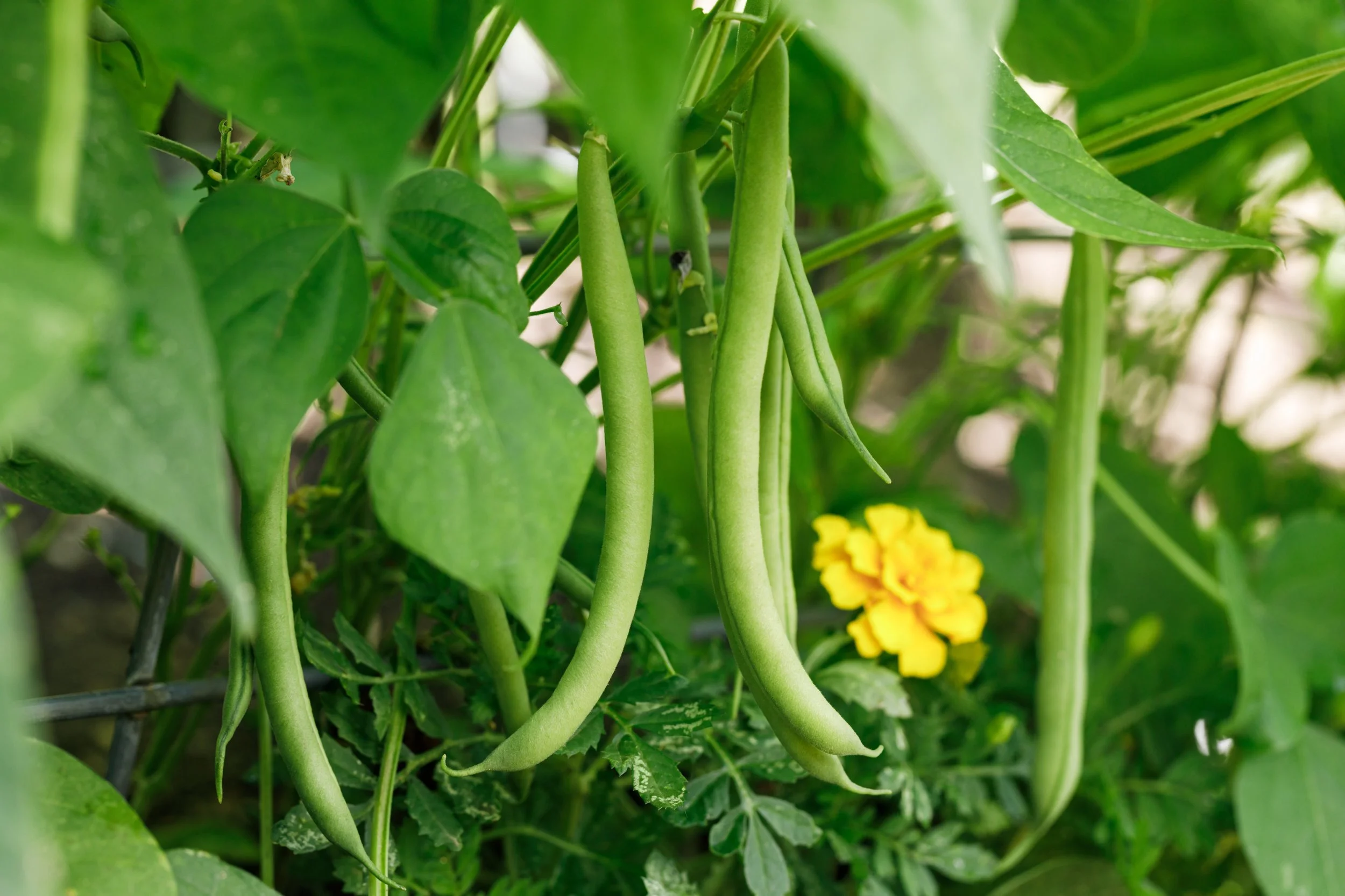 Green Bean Seeds
